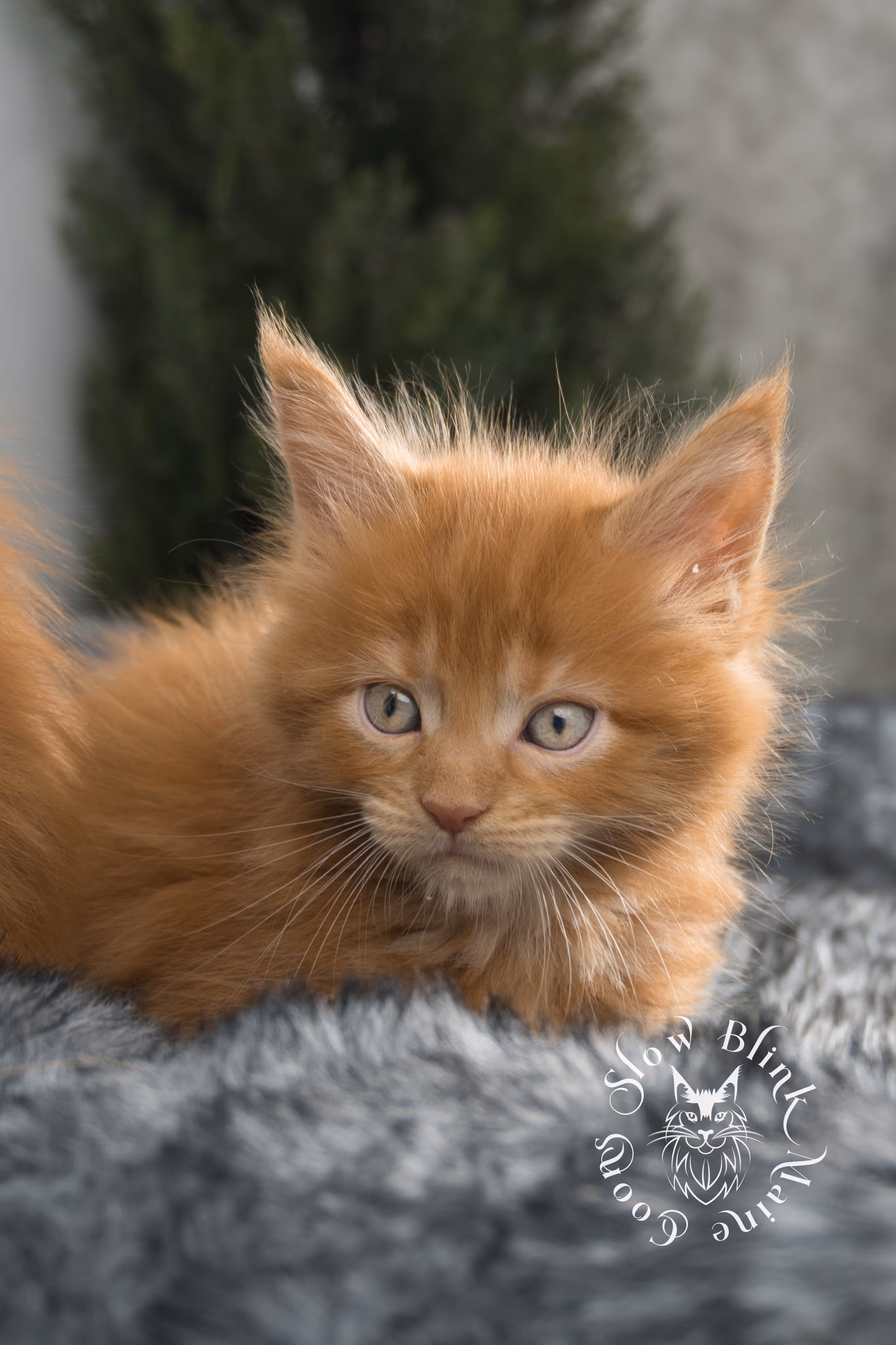 red maine coon kitten | orange maine coon kitten | slowblinkmainecoons | ems code d ds ds 22 | male | k2 08 | taken oct 27 2024 Orange (Red) Maine Coon Kittens > red maine coon kitten | orange maine coon kitten | slowblinkmainecoons | ems code d ds ds 22 | male | k2 08 | taken oct 27 2024 | 6 weeks old