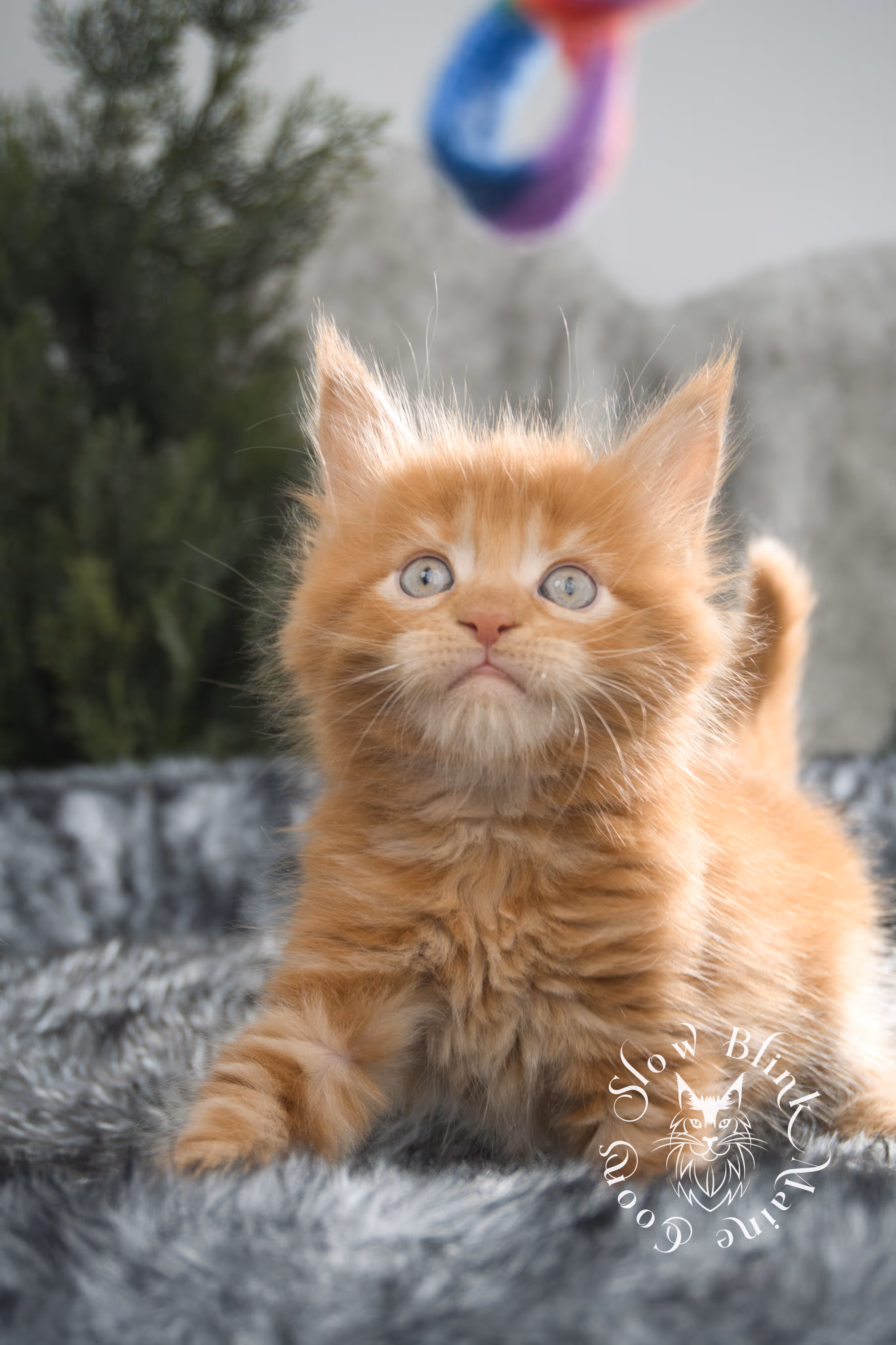 red maine coon kitten | orange maine coon kitten | slowblinkmainecoons | ems code d ds ds 22 | male | k2 09 | taken oct 27 2024 Orange (Red) Maine Coon Kittens > red maine coon kitten | orange maine coon kitten | slowblinkmainecoons | ems code d ds ds 22 | male | k2 09 | taken oct 27 2024 | 6 weeks old