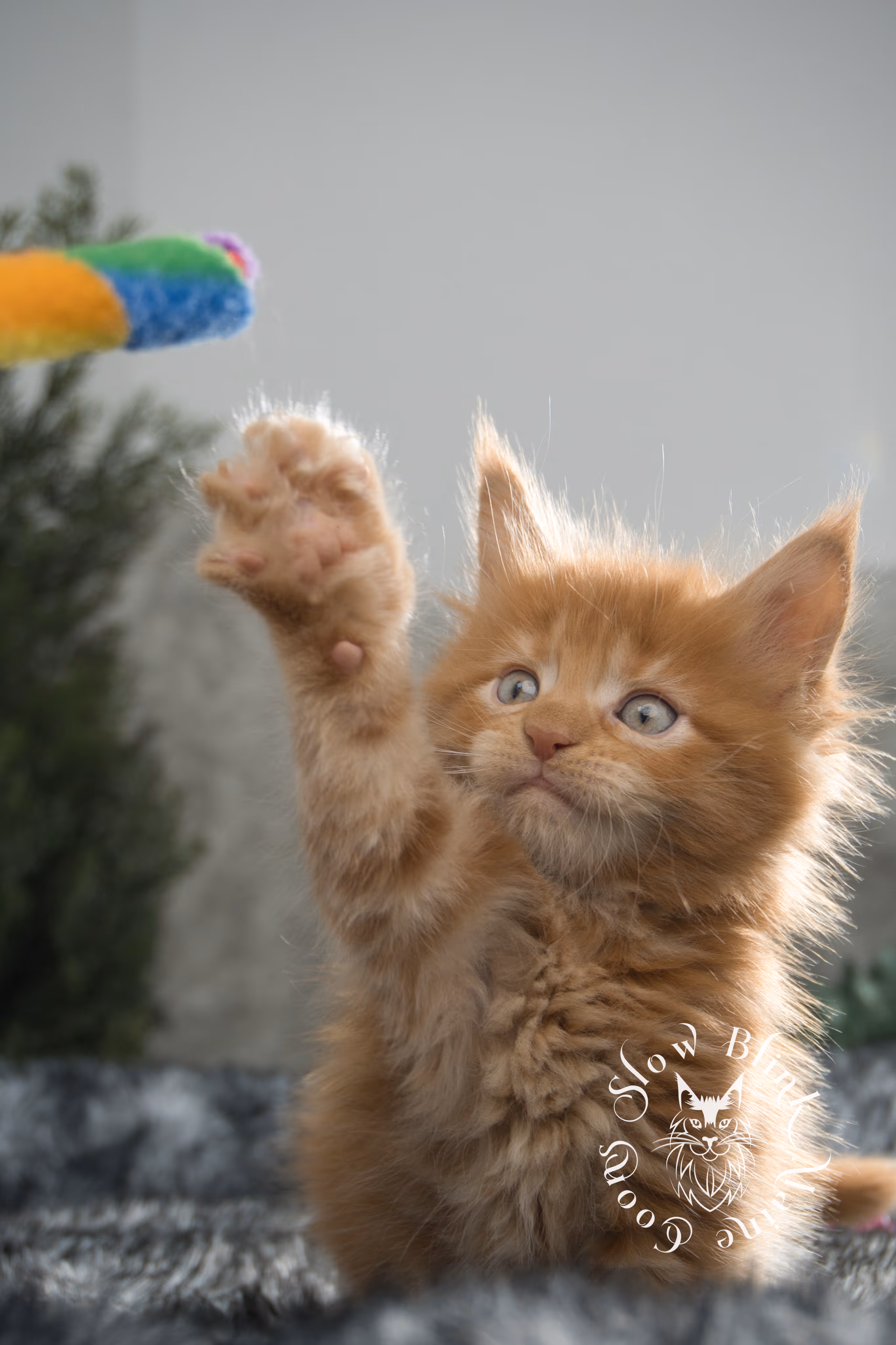 red maine coon kitten | orange maine coon kitten | slowblinkmainecoons | ems code d ds ds 22 | male | k2 10 | taken oct 27 2024 Orange (Red) Maine Coon Kittens > red maine coon kitten | orange maine coon kitten | slowblinkmainecoons | ems code d ds ds 22 | male | k2 10 | taken oct 27 2024 | 6 weeks old