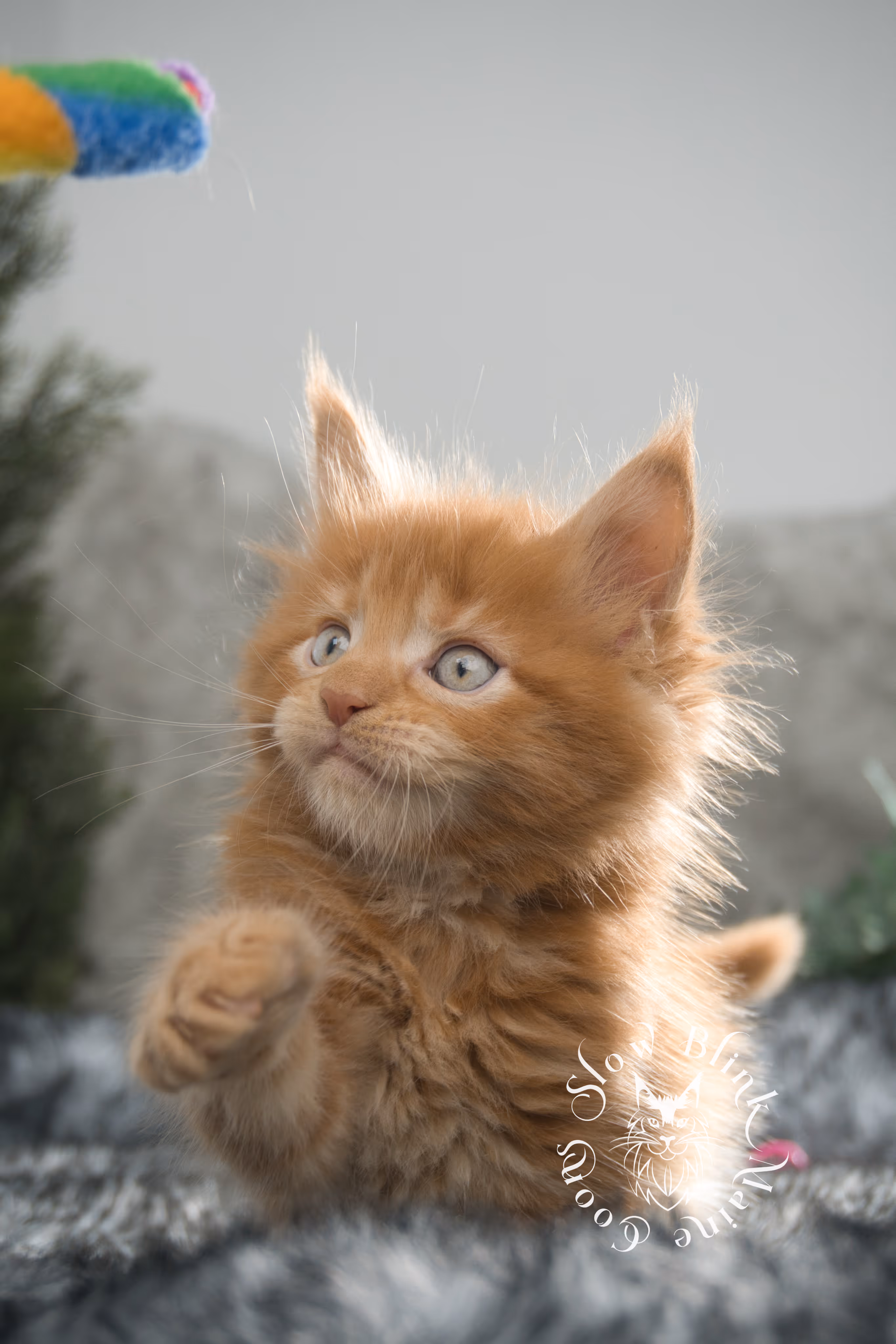 red maine coon kitten | orange maine coon kitten | slowblinkmainecoons | ems code d ds ds 22 | male | k2 11 | taken oct 27 2024 Orange (Red) Maine Coon Kittens > red maine coon kitten | orange maine coon kitten | slowblinkmainecoons | ems code d ds ds 22 | male | k2 11 | taken oct 27 2024 | 6 weeks old