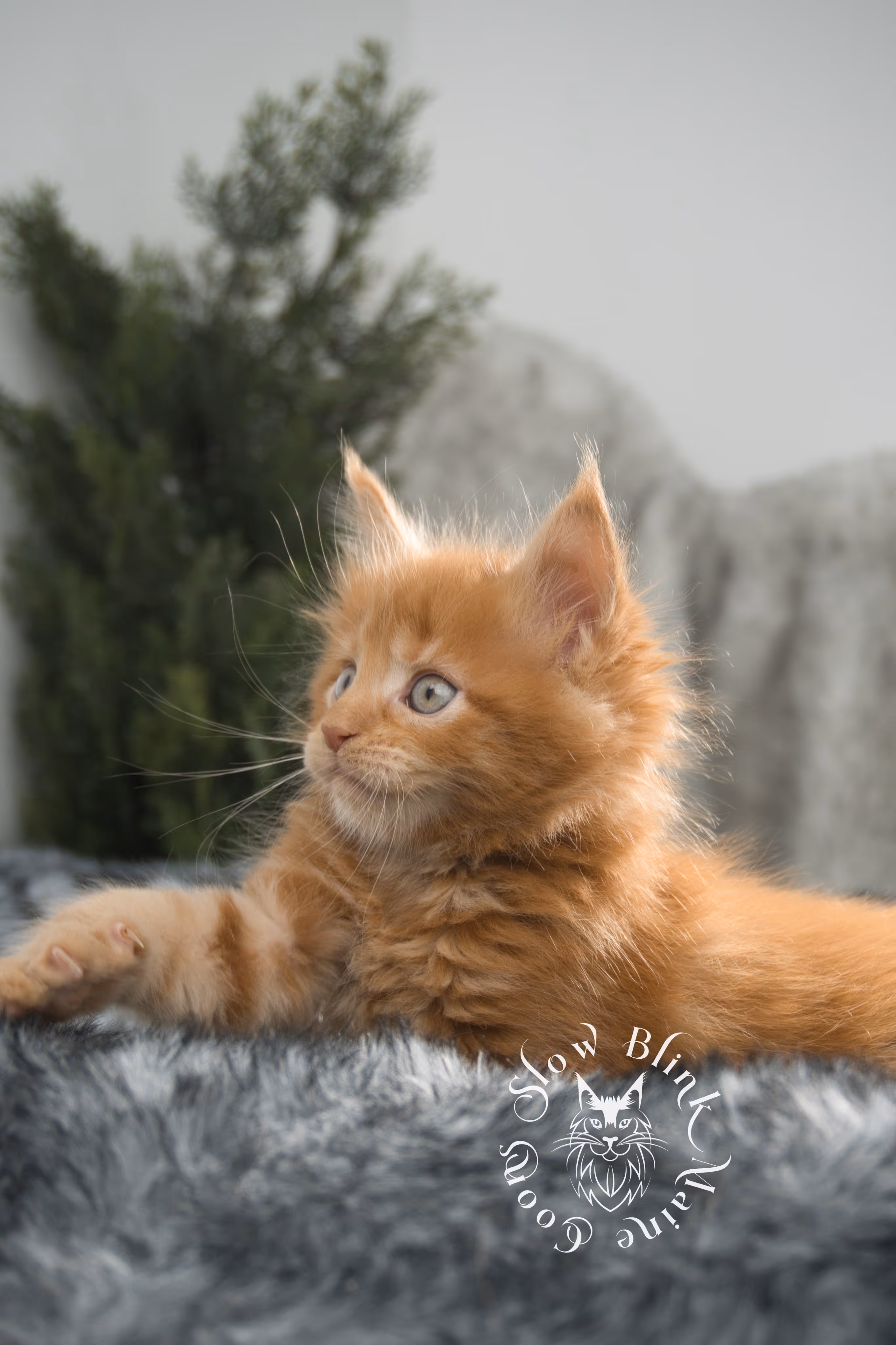 red maine coon kitten | orange maine coon kitten | slowblinkmainecoons | ems code d ds ds 22 | male | k2 12 | taken oct 27 2024 Orange (Red) Maine Coon Kittens > red maine coon kitten | orange maine coon kitten | slowblinkmainecoons | ems code d ds ds 22 | male | k2 12 | taken oct 27 2024 | 6 weeks old