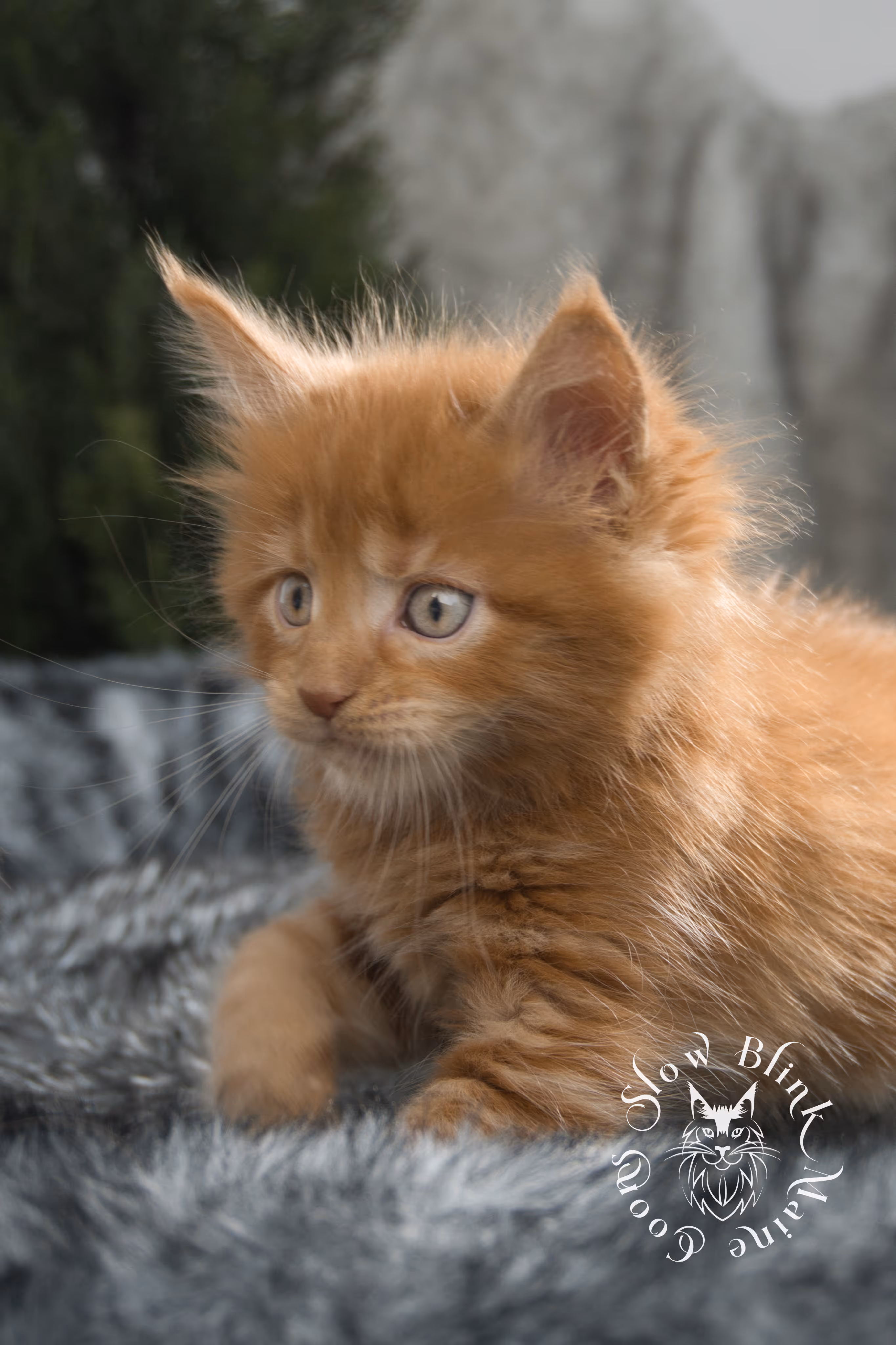 red maine coon kitten | orange maine coon kitten | slowblinkmainecoons | ems code d ds ds 22 | male | k2 16 | taken oct 27 2024 Orange (Red) Maine Coon Kittens > red maine coon kitten | orange maine coon kitten | slowblinkmainecoons | ems code d ds ds 22 | male | k2 16 | taken oct 27 2024 | 6 weeks old