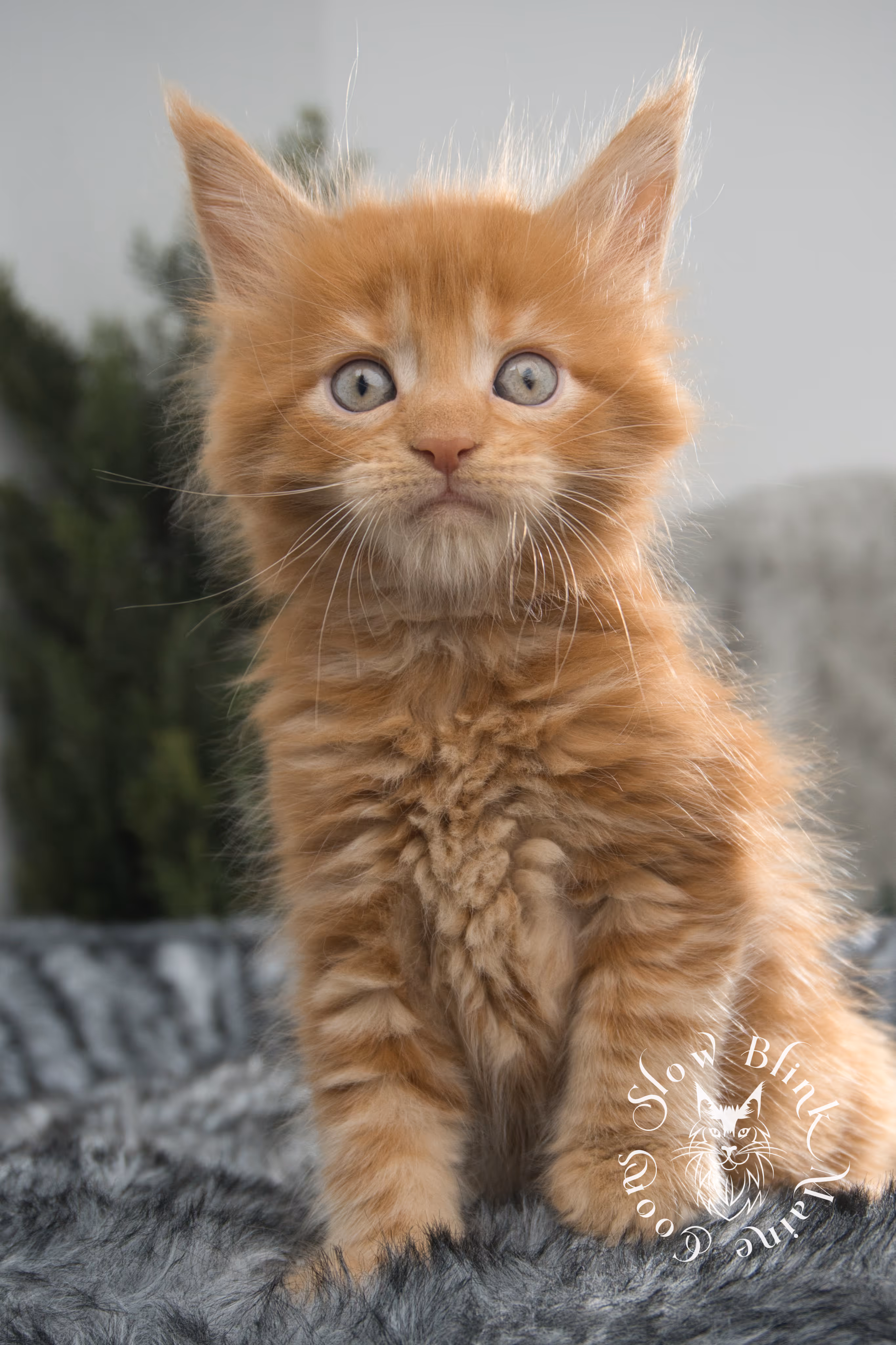 red maine coon kitten | orange maine coon kitten | slowblinkmainecoons | ems code d ds ds 22 | male | k2 17 | taken oct 27 2024 Orange (Red) Maine Coon Kittens > red maine coon kitten | orange maine coon kitten | slowblinkmainecoons | ems code d ds ds 22 | male | k2 17 | taken oct 27 2024 | 6 weeks old