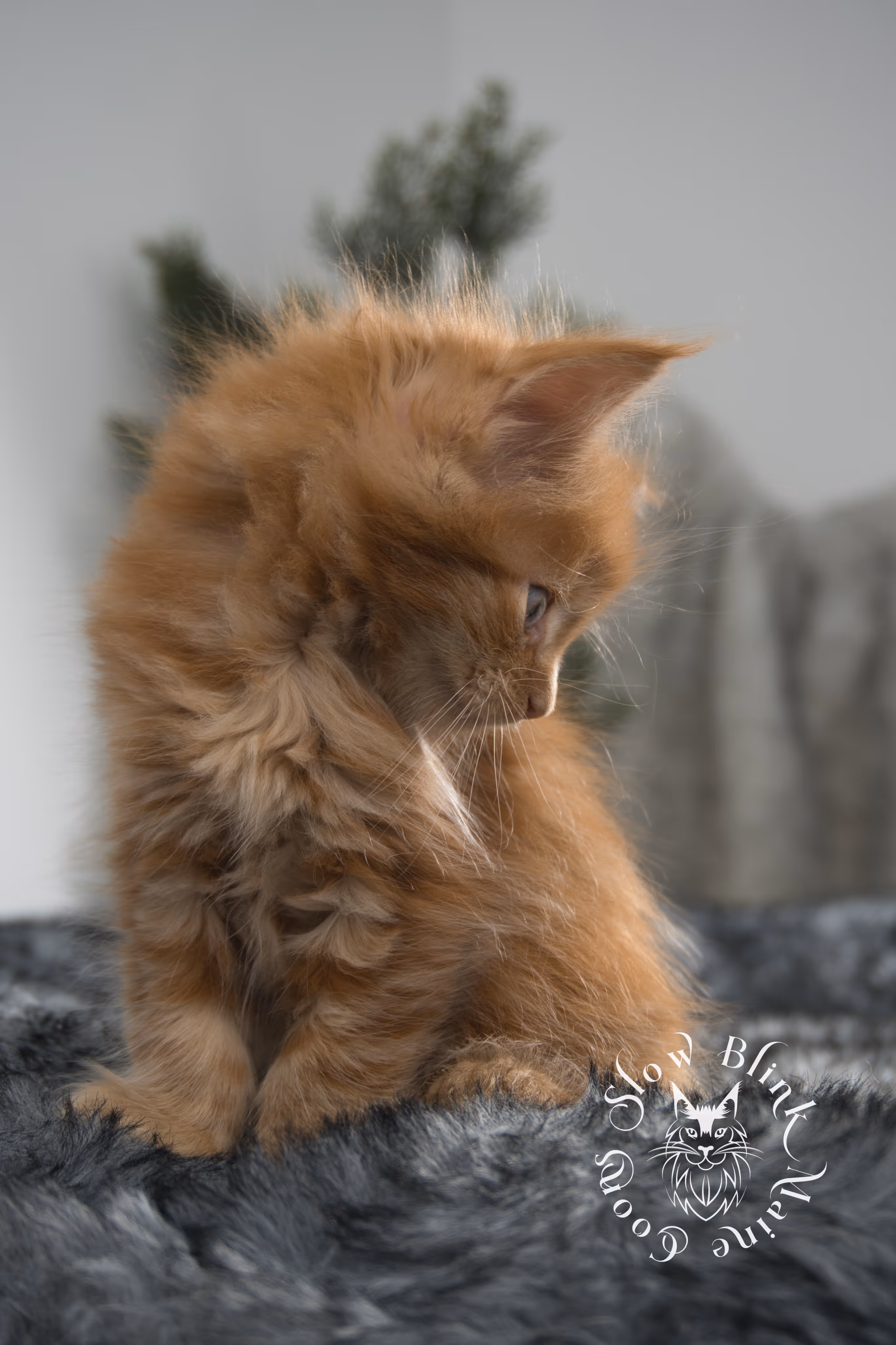 red maine coon kitten | orange maine coon kitten | slowblinkmainecoons | ems code d ds ds 22 | male | k2 18 | taken oct 27 2024 Orange (Red) Maine Coon Kittens > red maine coon kitten | orange maine coon kitten | slowblinkmainecoons | ems code d ds ds 22 | male | k2 18 | taken oct 27 2024 | 6 weeks old