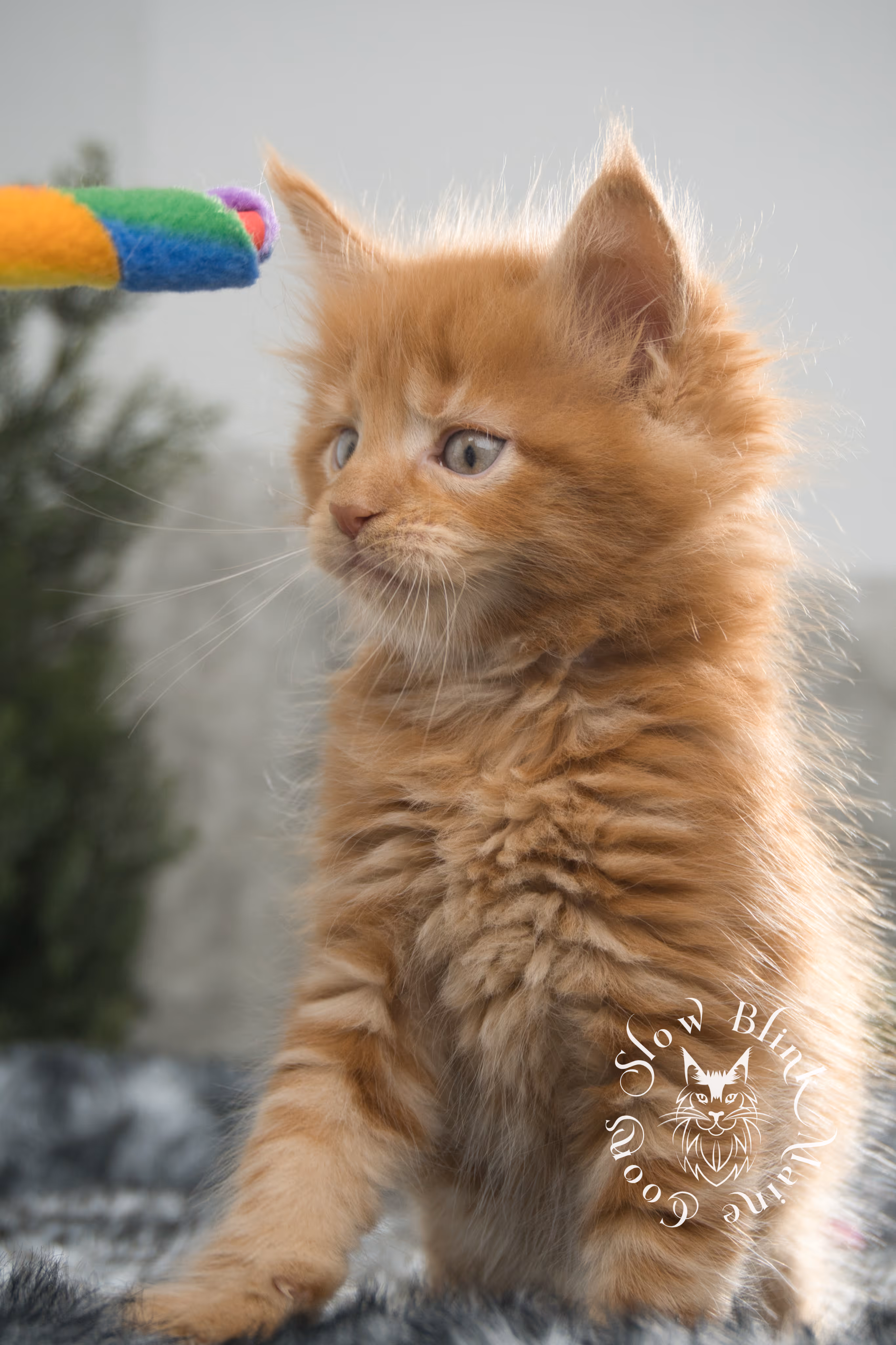 red maine coon kitten | orange maine coon kitten | slowblinkmainecoons | ems code d ds ds 22 | male | k2 19 | taken oct 27 2024 Orange (Red) Maine Coon Kittens > red maine coon kitten | orange maine coon kitten | slowblinkmainecoons | ems code d ds ds 22 | male | k2 19 | taken oct 27 2024 | 6 weeks old