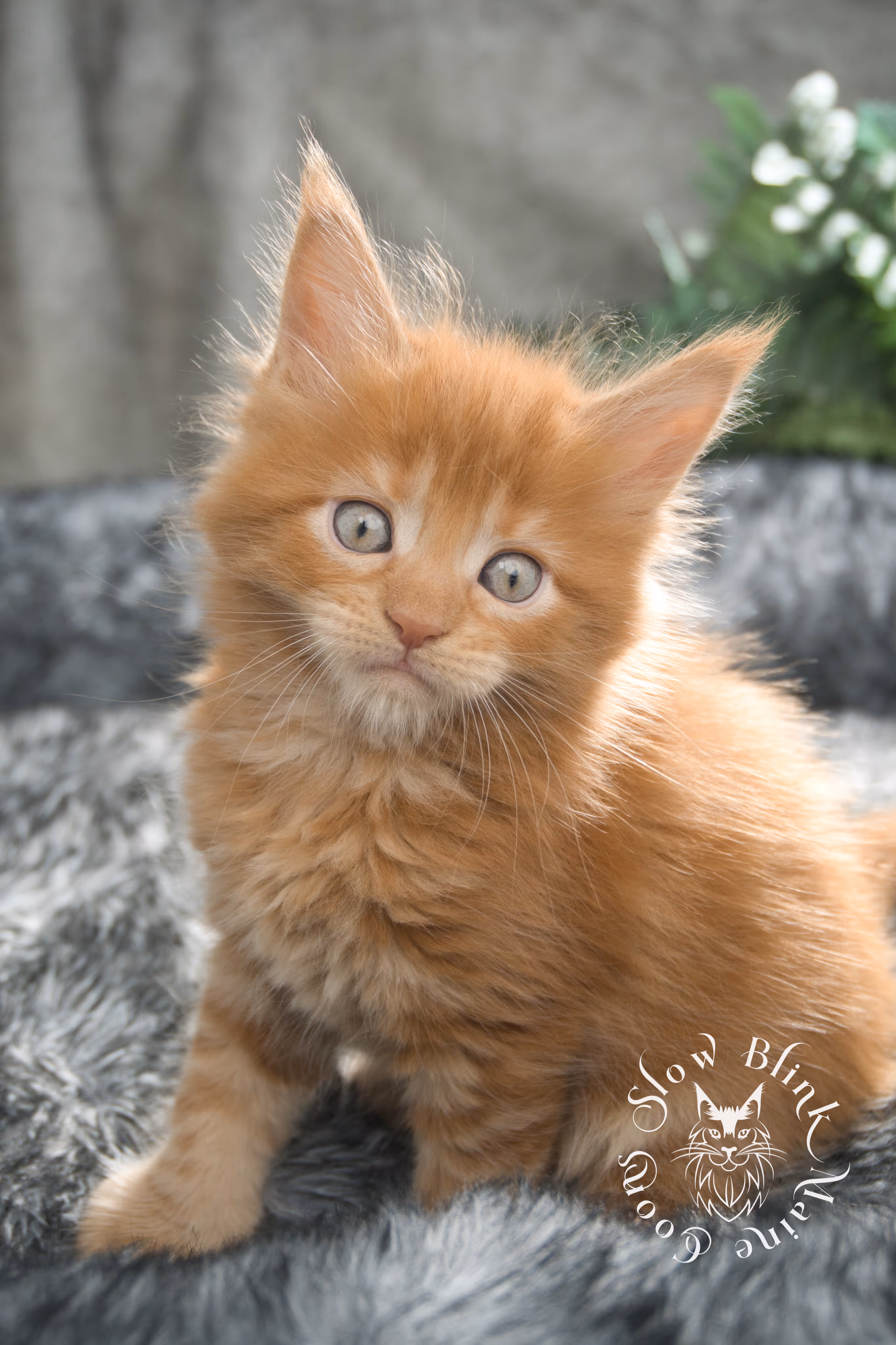 red maine coon kitten | orange maine coon kitten | slowblinkmainecoons | ems code d ds ds 22 | male | k2 20 | taken oct 27 2024 Orange (Red) Maine Coon Kittens > red maine coon kitten | orange maine coon kitten | slowblinkmainecoons | ems code d ds ds 22 | male | k2 20 | taken oct 27 2024 | 6 weeks old