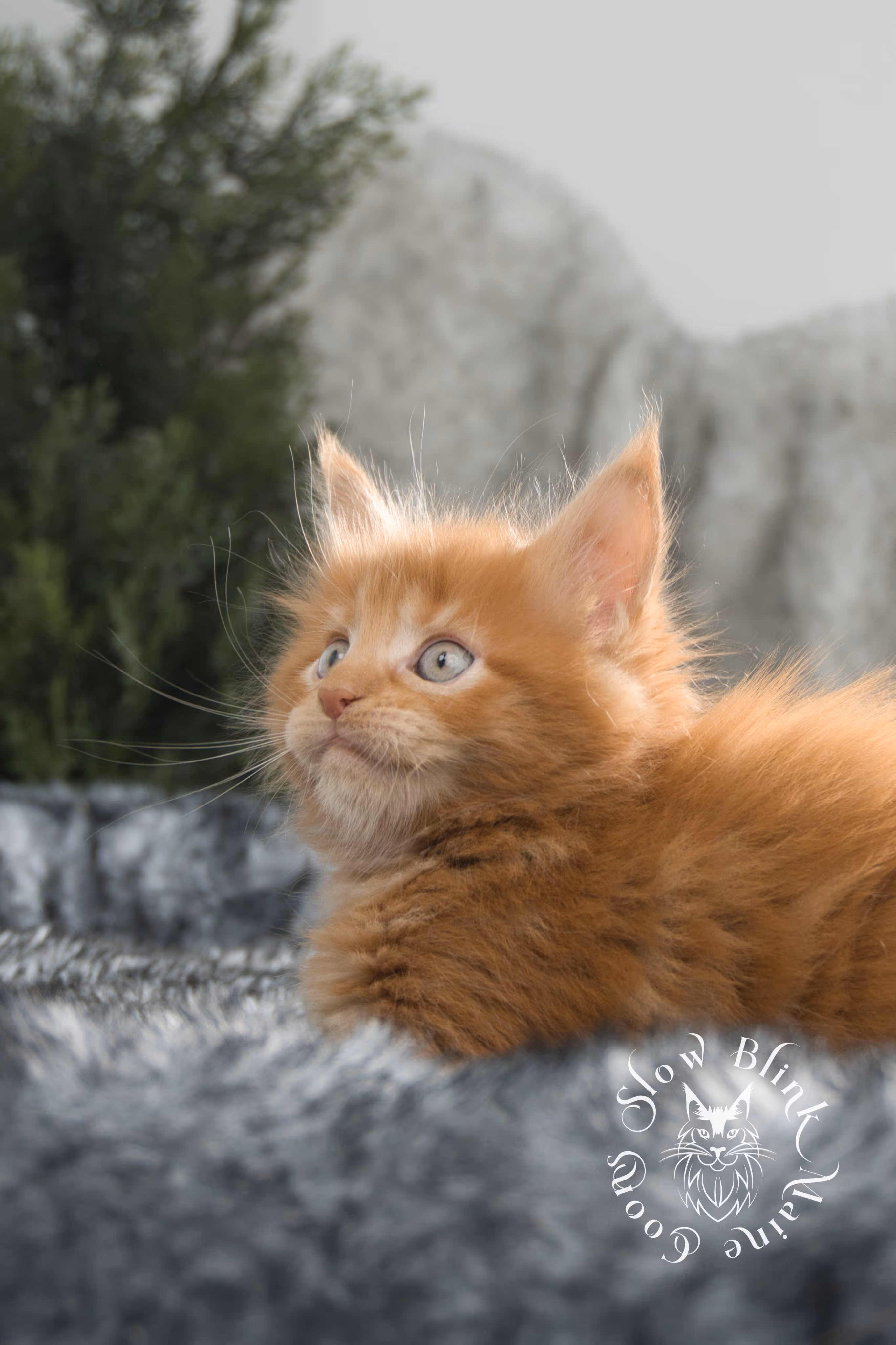 red maine coon kitten | orange maine coon kitten | slowblinkmainecoons | ems code d ds ds 22 | male | k2 21 | taken oct 27 2024 Orange (Red) Maine Coon Kittens > red maine coon kitten | orange maine coon kitten | slowblinkmainecoons | ems code d ds ds 22 | male | k2 21 | taken oct 27 2024 | 6 weeks old