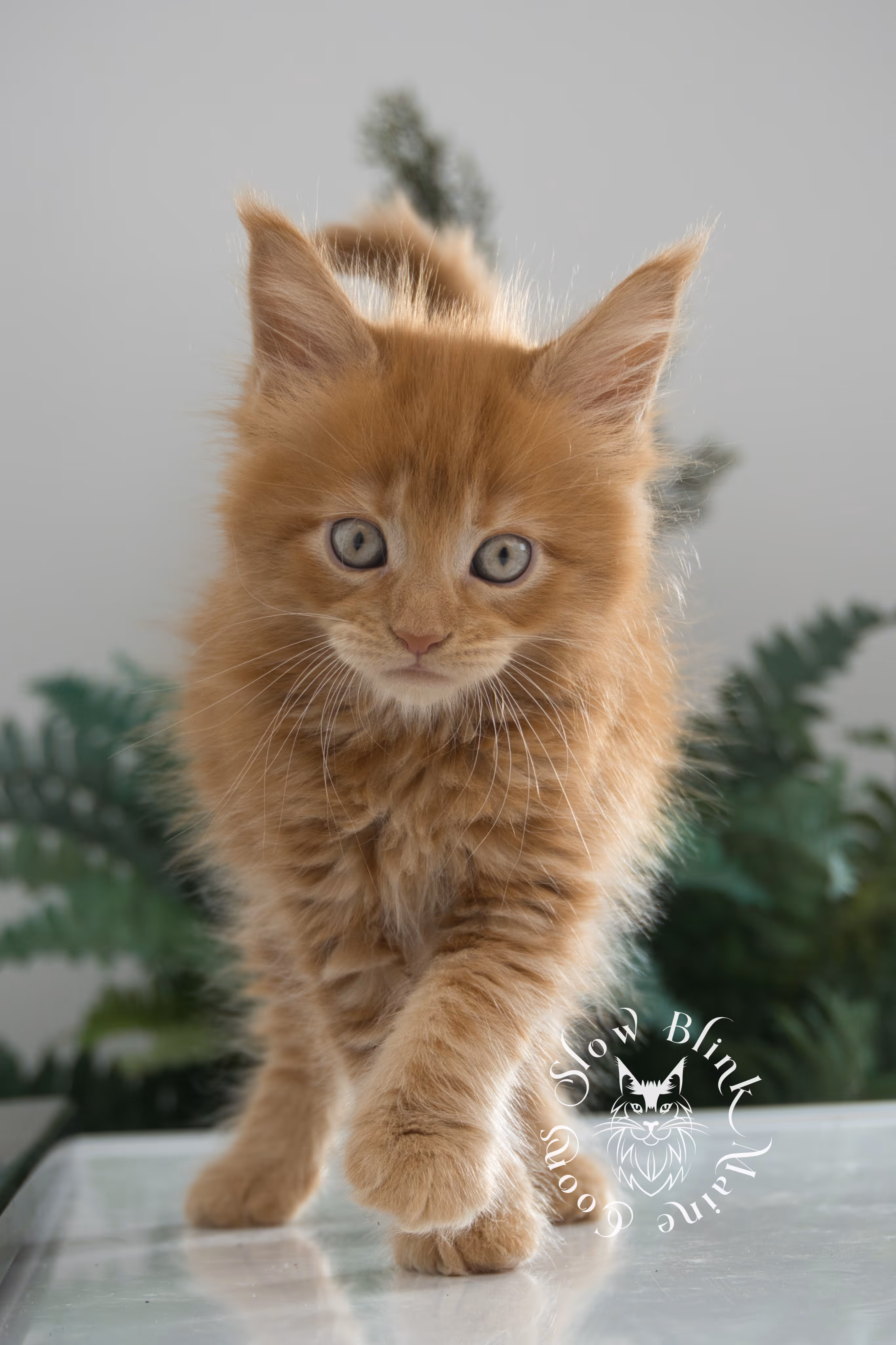 red maine coon kitten | orange maine coon kitten | slowblinkmainecoons | ems code d ds ds 22 | male | k2 22 | taken oct 27 2024 Orange (Red) Maine Coon Kittens > red maine coon kitten | orange maine coon kitten | slowblinkmainecoons | ems code d ds ds 22 | male | k2 22 | taken oct 27 2024 | 6 weeks old