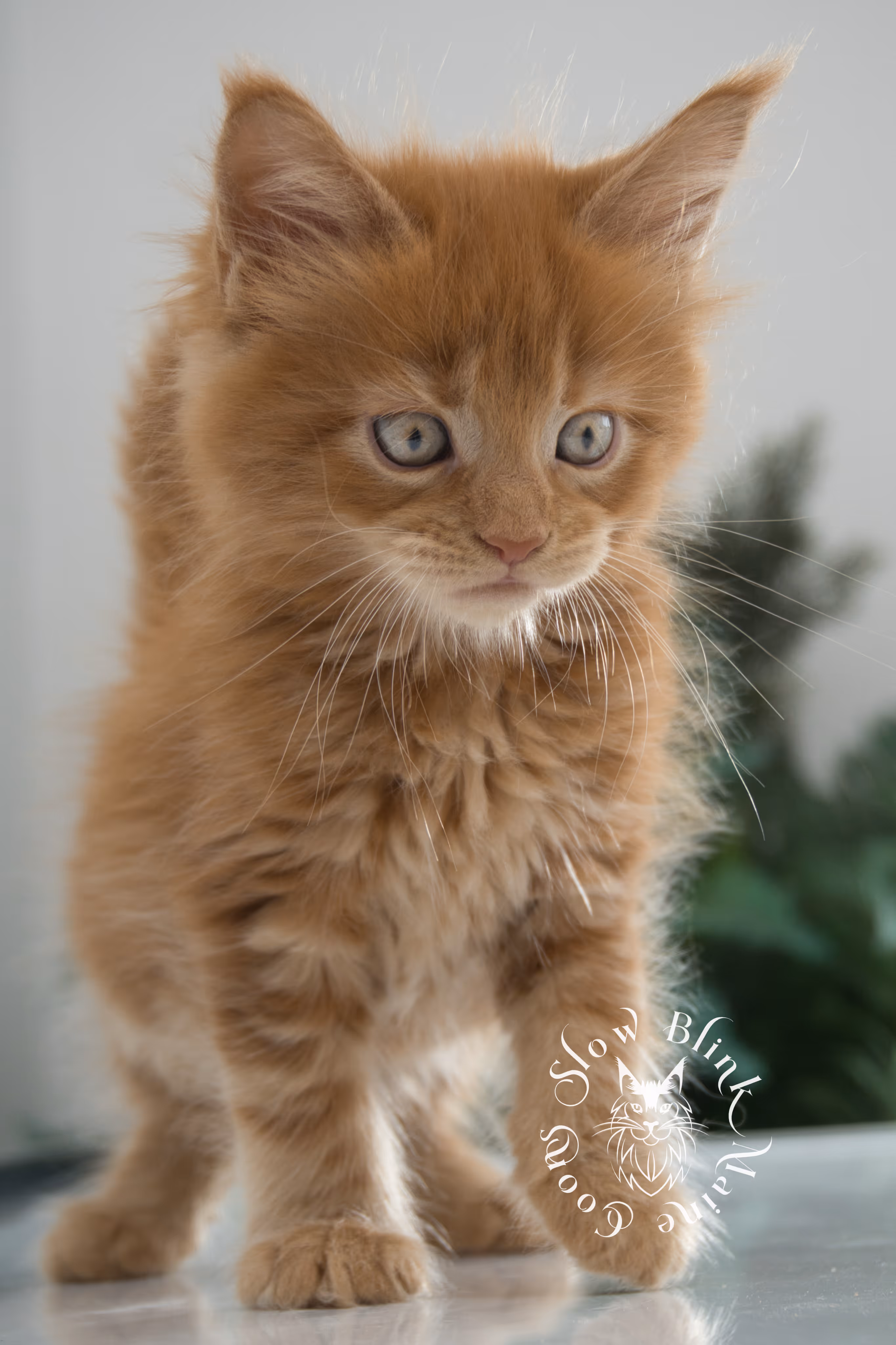 red maine coon kitten | orange maine coon kitten | slowblinkmainecoons | ems code d ds ds 22 | male | k2 23 | taken oct 27 2024 Orange (Red) Maine Coon Kittens > red maine coon kitten | orange maine coon kitten | slowblinkmainecoons | ems code d ds ds 22 | male | k2 23 | taken oct 27 2024 | 6 weeks old