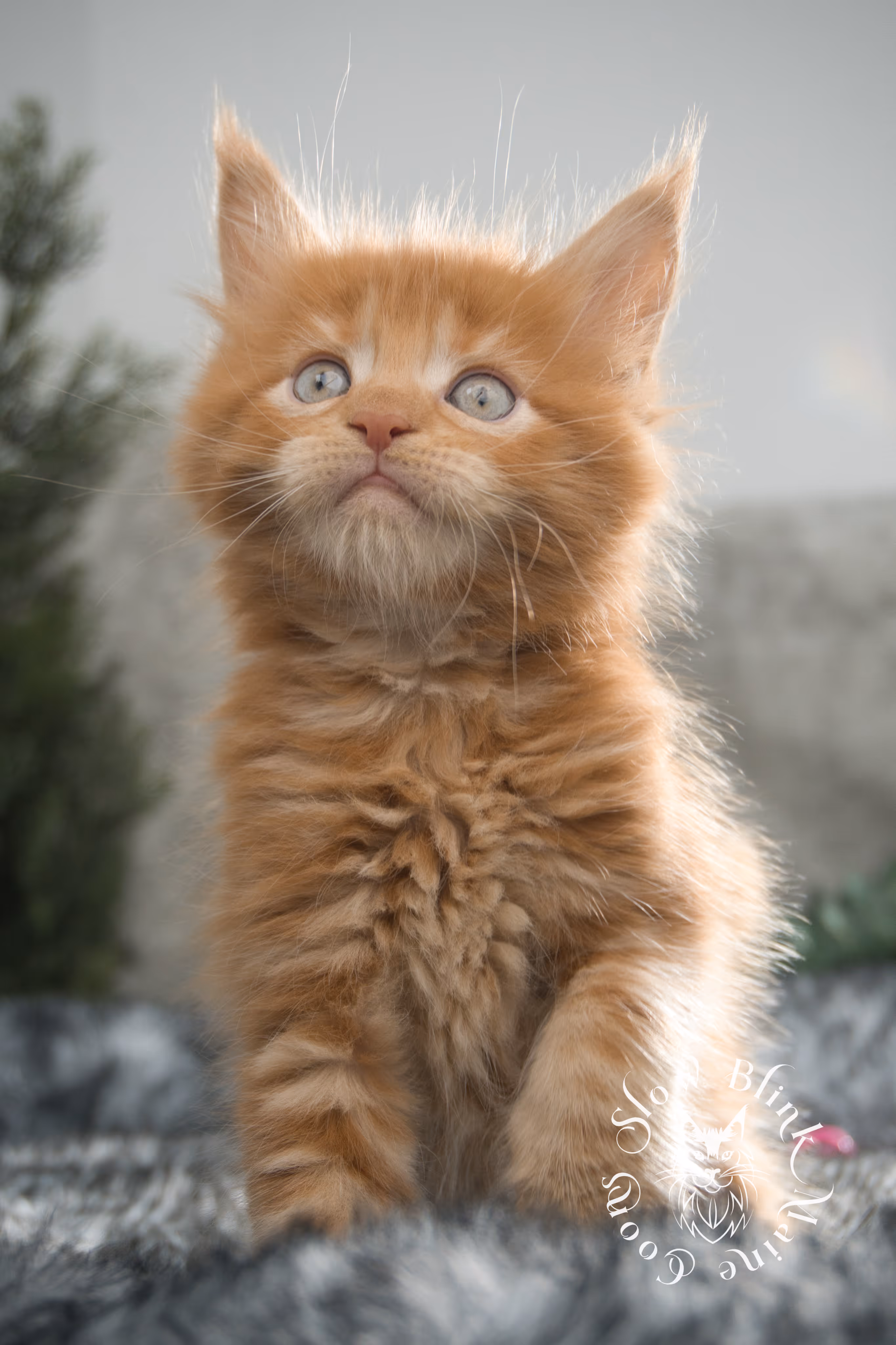 red maine coon kitten | orange maine coon kitten | slowblinkmainecoons | ems code d ds ds 22 | male | k2 24 | taken oct 27 2024 Orange (Red) Maine Coon Kittens > red maine coon kitten | orange maine coon kitten | slowblinkmainecoons | ems code d ds ds 22 | male | k2 24 | taken oct 27 2024 | 6 weeks old