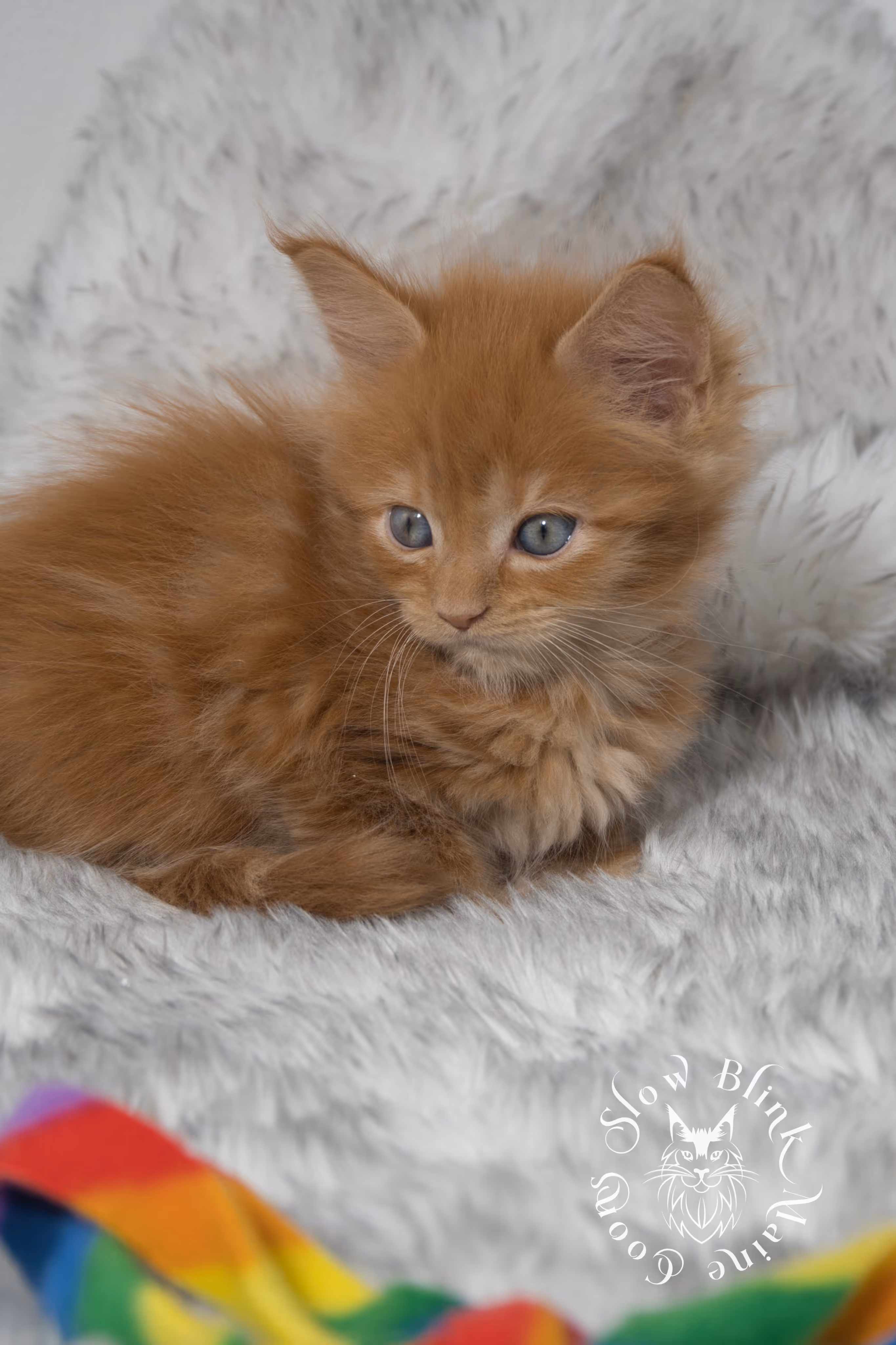 red maine coon kitten | orange maine coon kitten | slowblinkmainecoons | ems code d ds ds 22 | male | k2 25 | taken oct 27 2024 Orange (Red) Maine Coon Kittens > red maine coon kitten | orange maine coon kitten | slowblinkmainecoons | ems code d ds ds 22 | male | k2 25 | taken oct 27 2024 | 6 weeks old