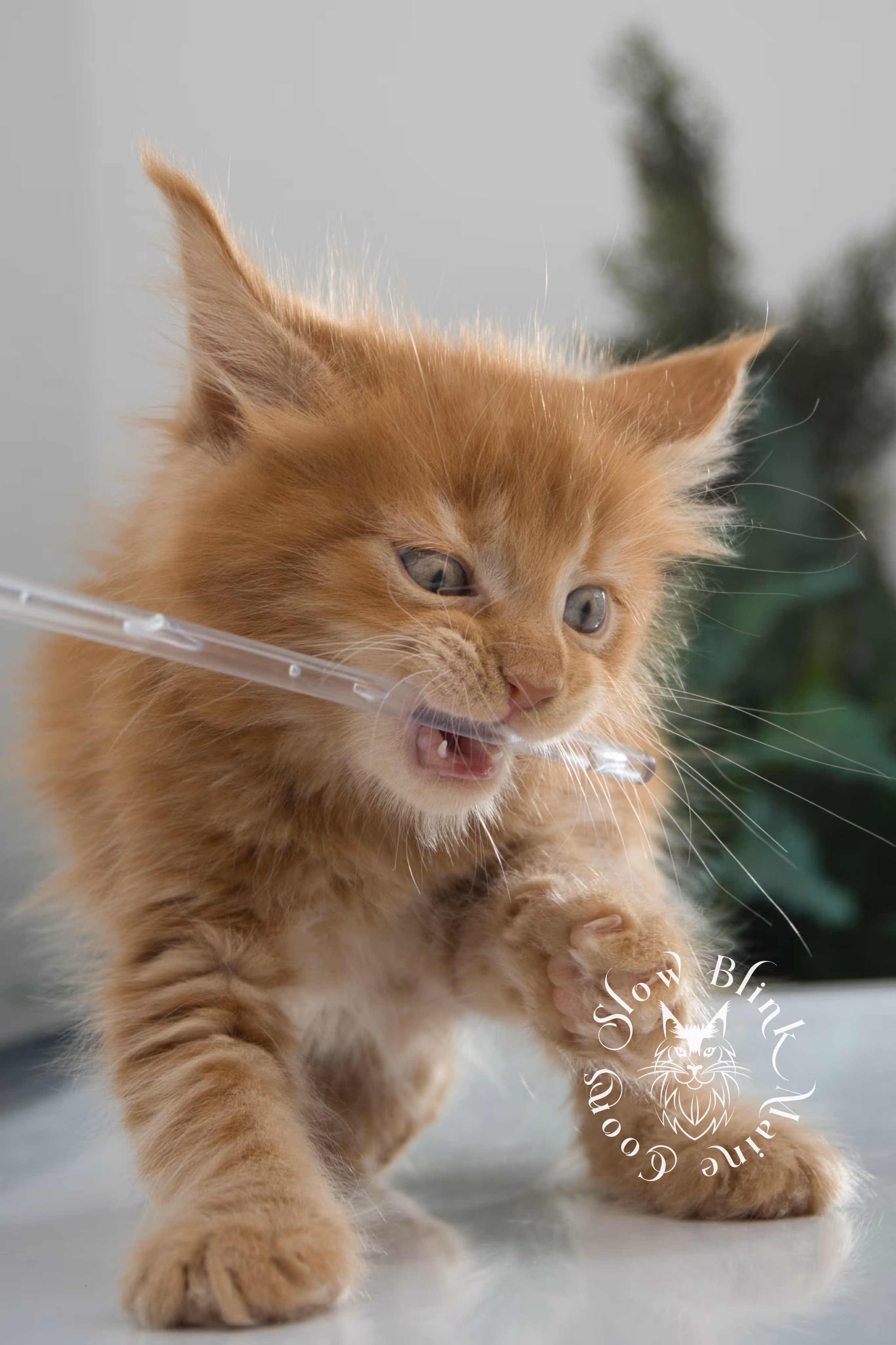 red maine coon kitten | orange maine coon kitten | slowblinkmainecoons | ems code d ds ds 22 | male | k2 26 | taken oct 27 2024 Orange (Red) Maine Coon Kittens > red maine coon kitten | orange maine coon kitten | slowblinkmainecoons | ems code d ds ds 22 | male | k2 26 | taken oct 27 2024 | 6 weeks old