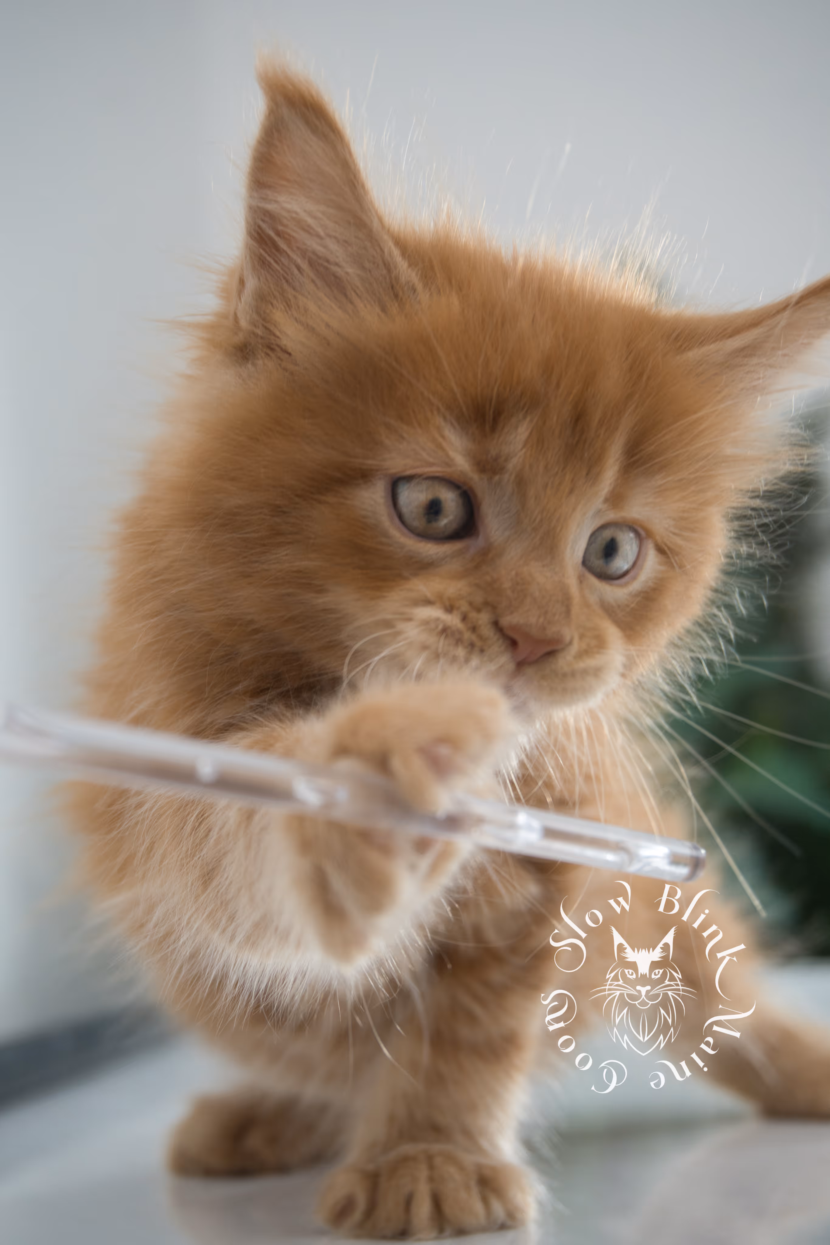red maine coon kitten | orange maine coon kitten | slowblinkmainecoons | ems code d ds ds 22 | male | k2 27 | taken oct 27 2024 Orange (Red) Maine Coon Kittens > red maine coon kitten | orange maine coon kitten | slowblinkmainecoons | ems code d ds ds 22 | male | k2 27 | taken oct 27 2024 | 6 weeks old