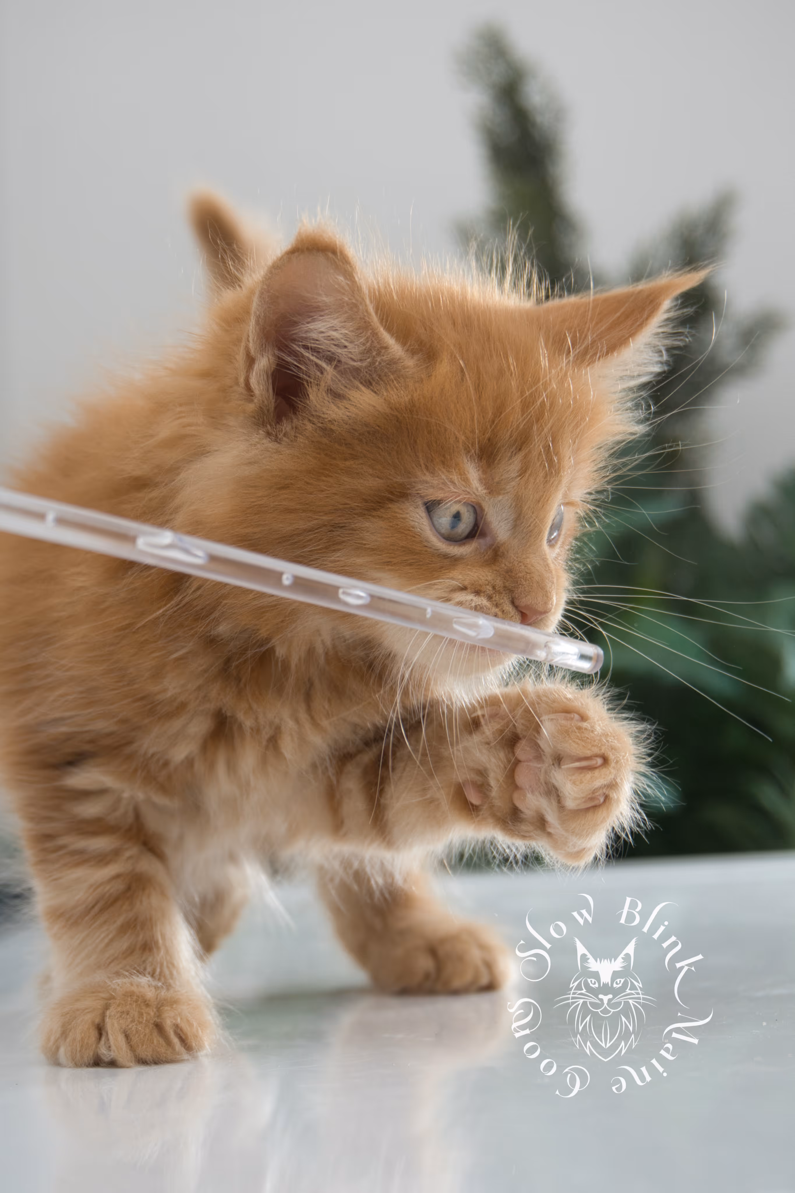 red maine coon kitten | orange maine coon kitten | slowblinkmainecoons | ems code d ds ds 22 | male | k2 28 | taken oct 27 2024 Orange (Red) Maine Coon Kittens > red maine coon kitten | orange maine coon kitten | slowblinkmainecoons | ems code d ds ds 22 | male | k2 28 | taken oct 27 2024 | 6 weeks old