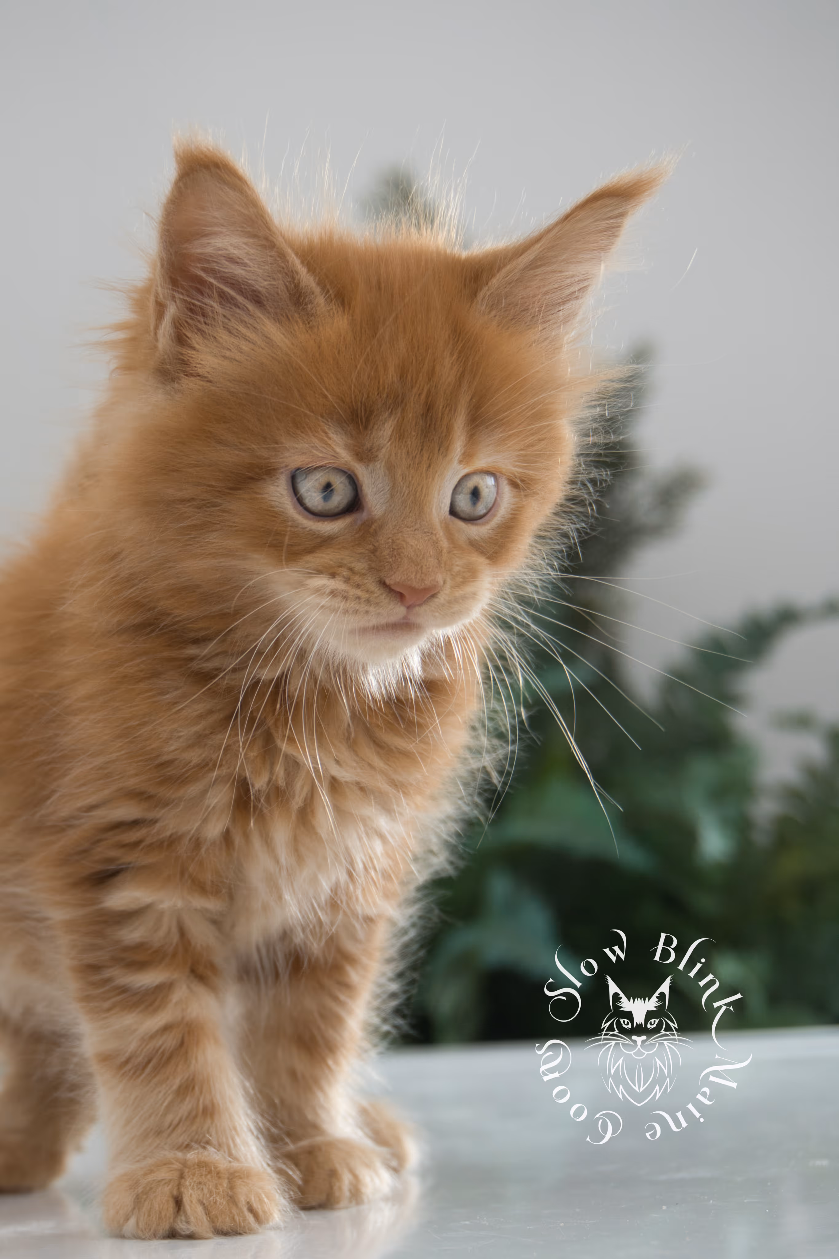 red maine coon kitten | orange maine coon kitten | slowblinkmainecoons | ems code d ds ds 22 | male | k2 29 | taken oct 27 2024 Orange (Red) Maine Coon Kittens > red maine coon kitten | orange maine coon kitten | slowblinkmainecoons | ems code d ds ds 22 | male | k2 29 | taken oct 27 2024 | 6 weeks old