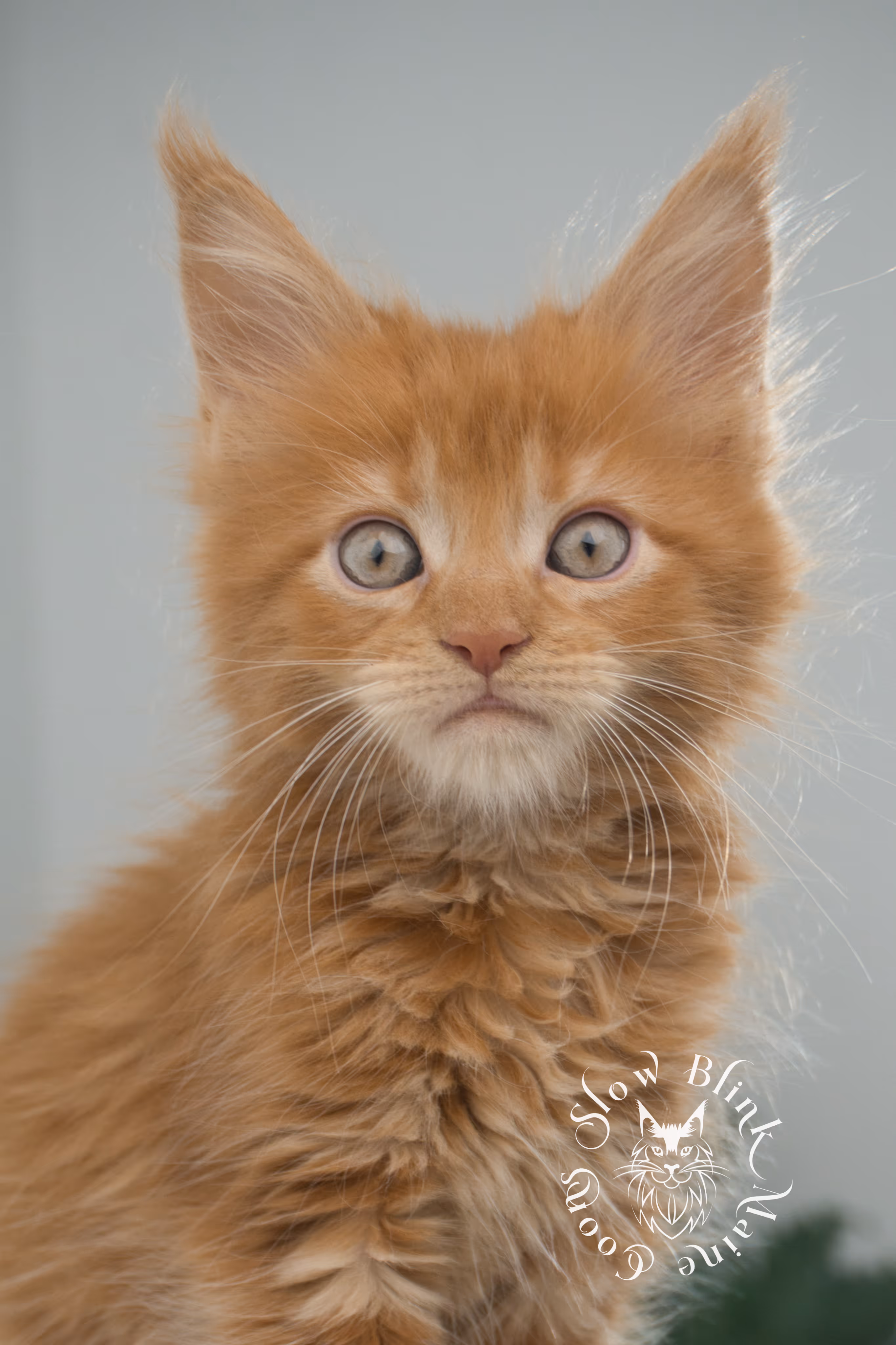 red maine coon kitten | orange maine coon kitten | slowblinkmainecoons | ems code d ds ds 22 | male | k2 30 | taken oct 27 2024 Orange (Red) Maine Coon Kittens > red maine coon kitten | orange maine coon kitten | slowblinkmainecoons | ems code d ds ds 22 | male | k2 30 | taken oct 27 2024 | 6 weeks old