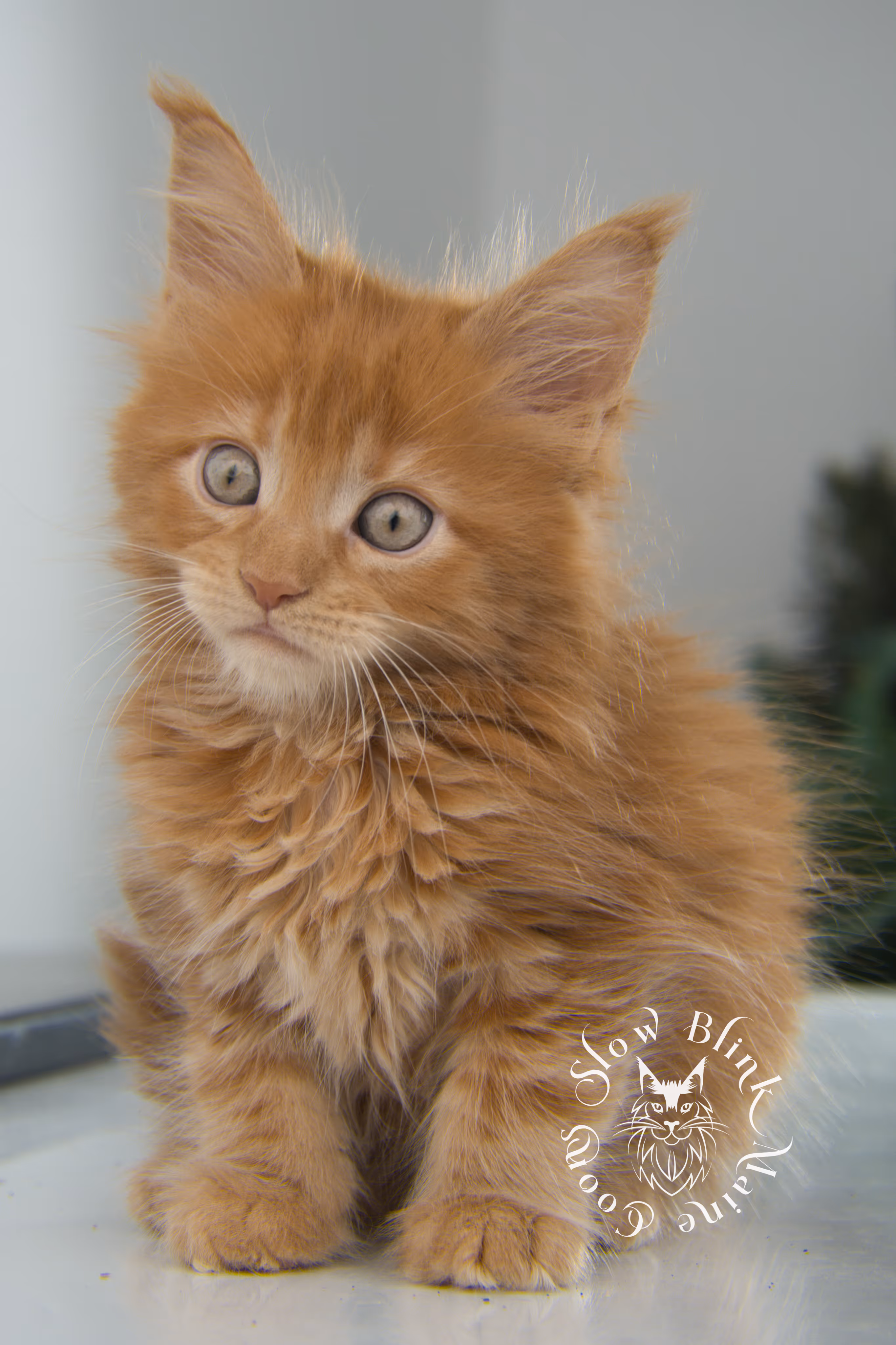 red maine coon kitten | orange maine coon kitten | slowblinkmainecoons | ems code d ds ds 22 | male | k2 31 | taken oct 27 2024 Orange (Red) Maine Coon Kittens > red maine coon kitten | orange maine coon kitten | slowblinkmainecoons | ems code d ds ds 22 | male | k2 31 | taken oct 27 2024 | 6 weeks old