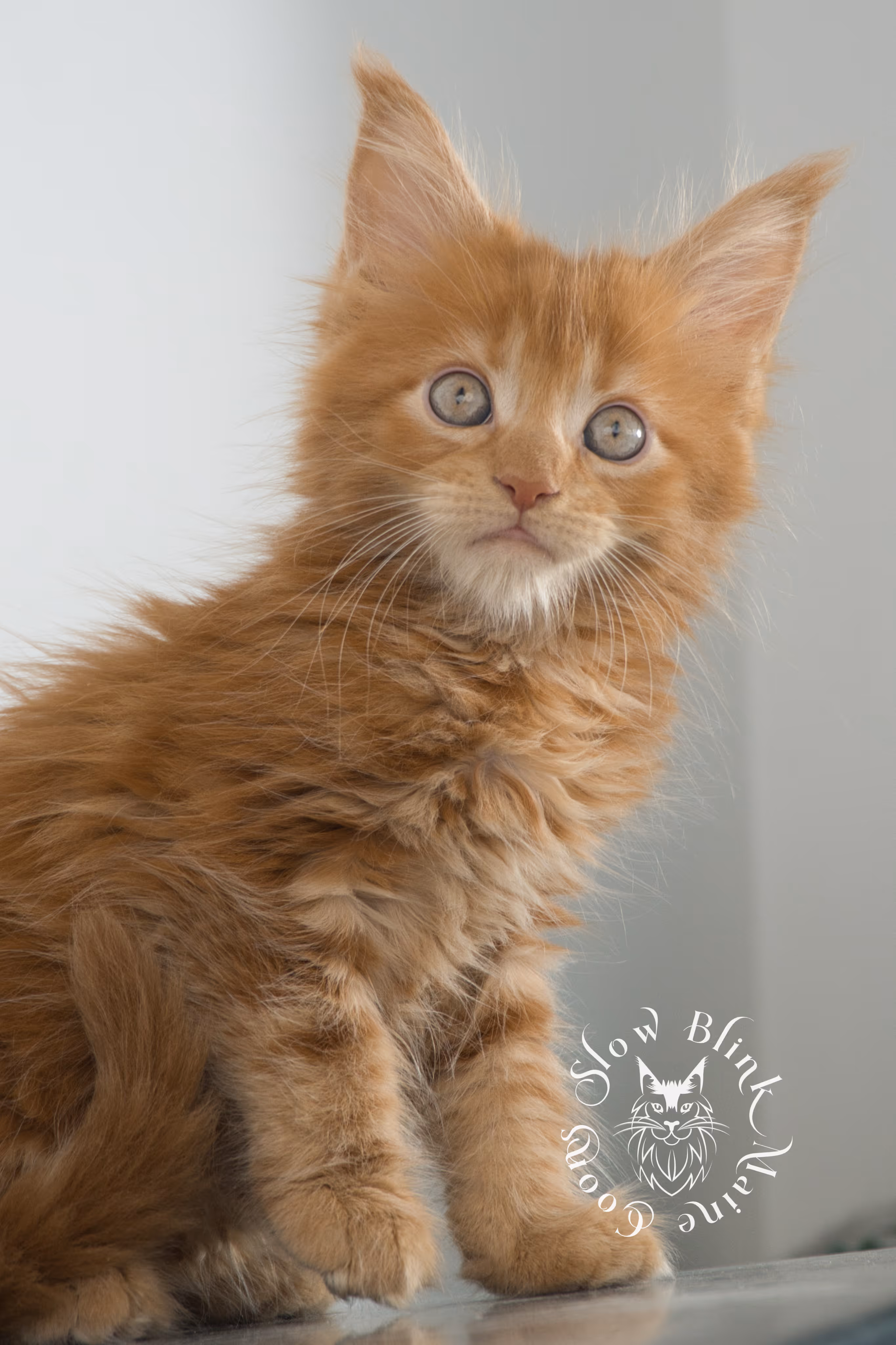 red maine coon kitten | orange maine coon kitten | slowblinkmainecoons | ems code d ds ds 22 | male | k2 32 | taken oct 27 2024 Orange (Red) Maine Coon Kittens > red maine coon kitten | orange maine coon kitten | slowblinkmainecoons | ems code d ds ds 22 | male | k2 32 | taken oct 27 2024 | 6 weeks old