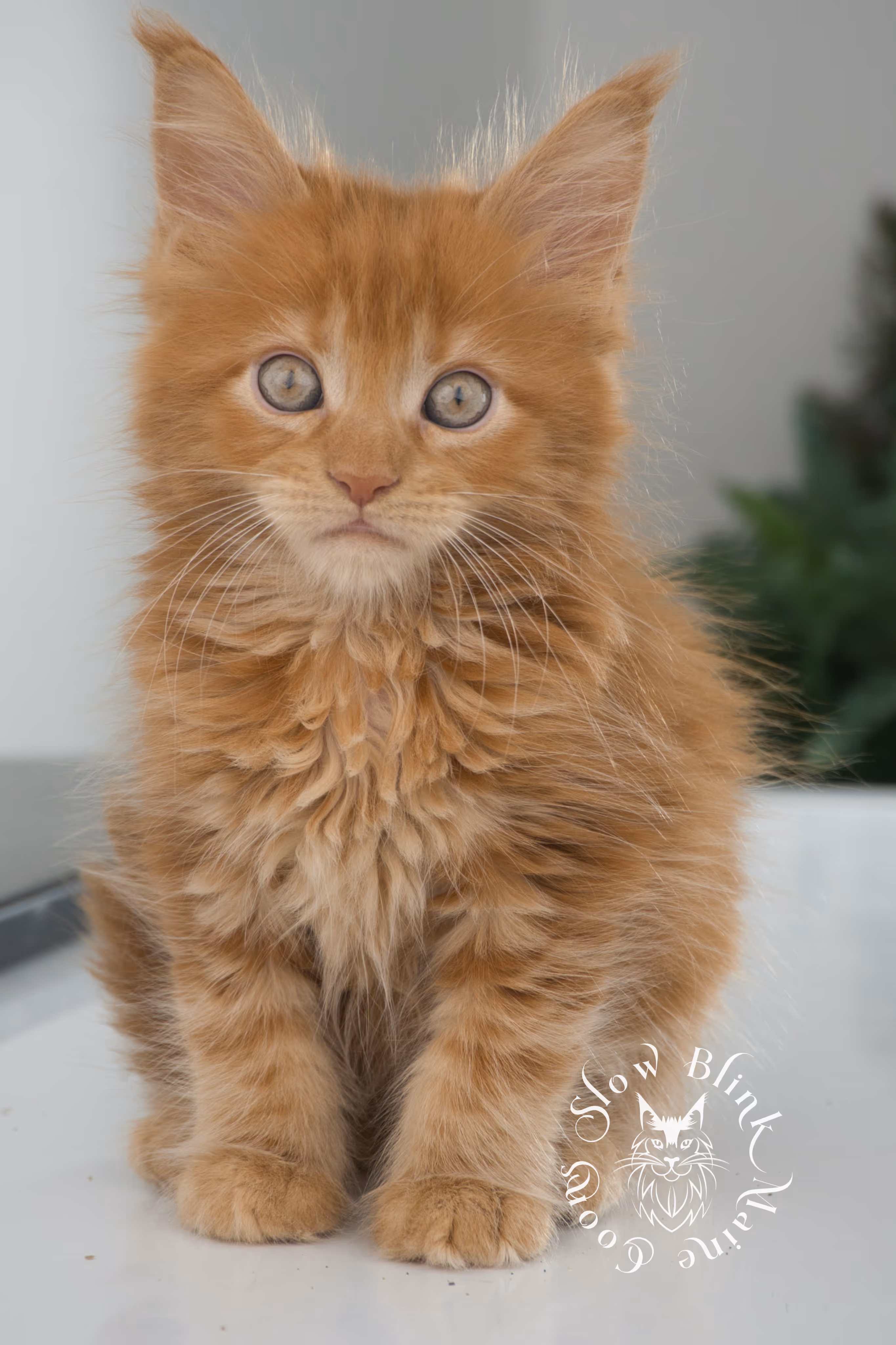red maine coon kitten | orange maine coon kitten | slowblinkmainecoons | ems code d ds ds 22 | male | k2 33 | taken oct 27 2024 Orange (Red) Maine Coon Kittens > red maine coon kitten | orange maine coon kitten | slowblinkmainecoons | ems code d ds ds 22 | male | k2 33 | taken oct 27 2024 | 6 weeks old