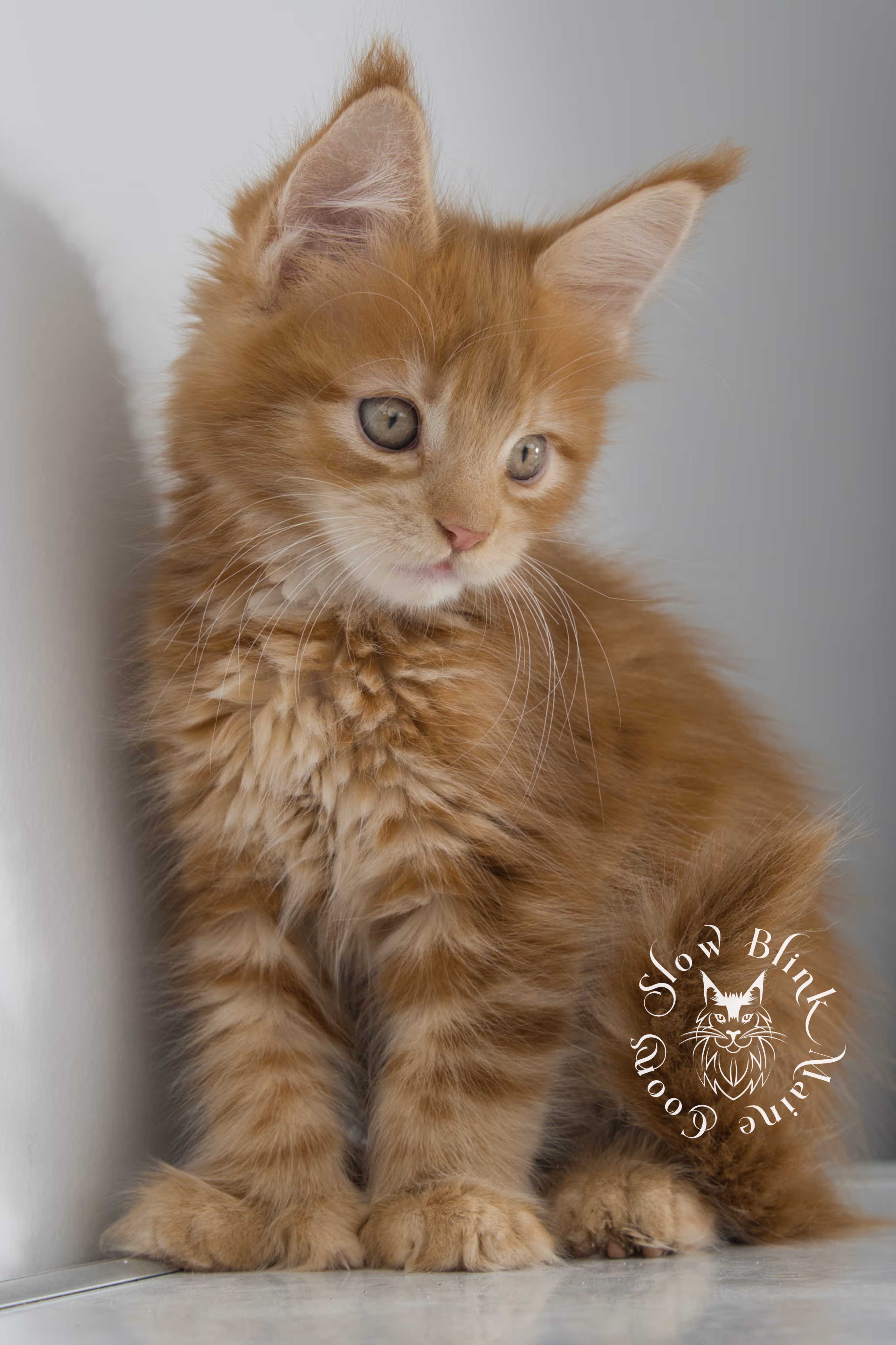 red maine coon kitten | orange maine coon kitten | slowblinkmainecoons | ems code ds 22 | male | k1 | taken nov 2024 | 8 weeks old Orange (Red) Maine Coon Kittens > red maine coon kitten | orange maine coon kitten | slowblinkmainecoons | ems code ds 22 | male | k1 | taken nov 2024 | 8 weeks old | idx 01