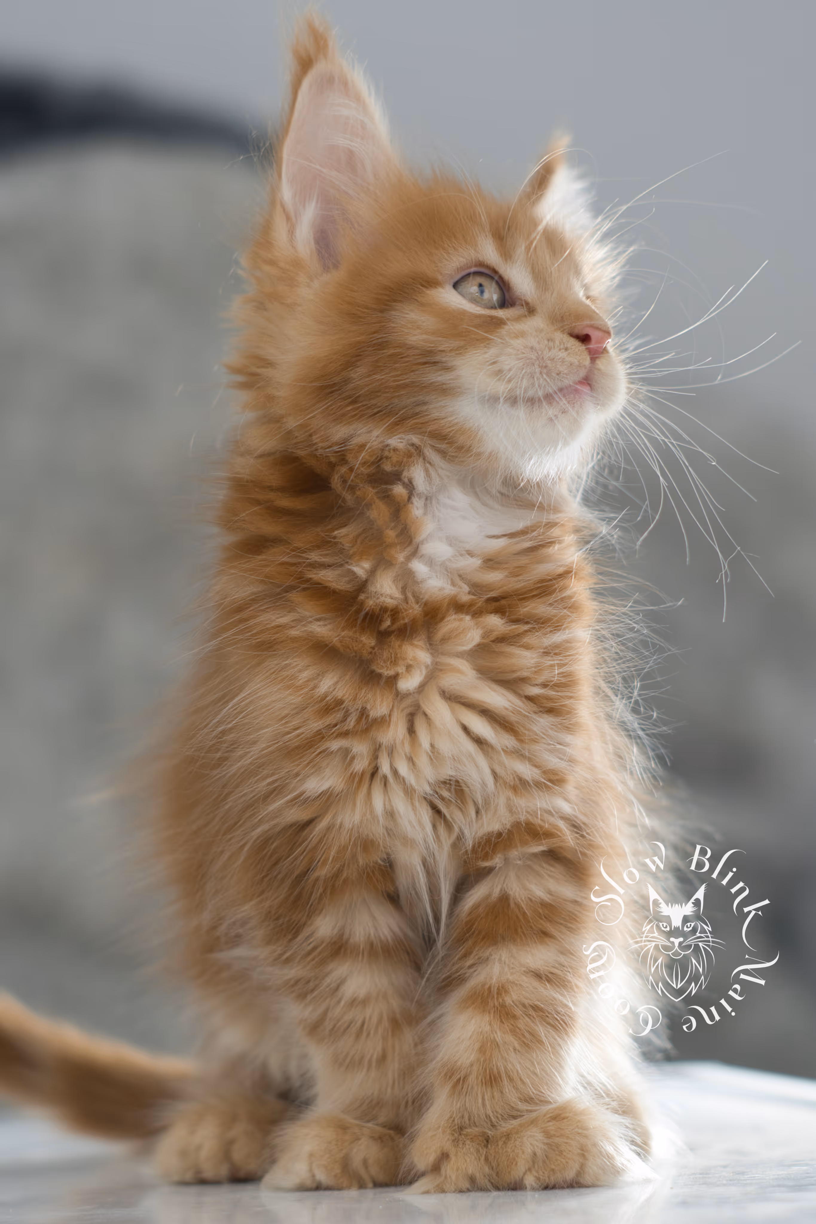 red maine coon kitten | orange maine coon kitten | slowblinkmainecoons | ems code ds 22 | male | k1 | taken nov 2024 | 8 weeks old Orange (Red) Maine Coon Kittens > red maine coon kitten | orange maine coon kitten | slowblinkmainecoons | ems code ds 22 | male | k1 | taken nov 2024 | 8 weeks old | idx 02