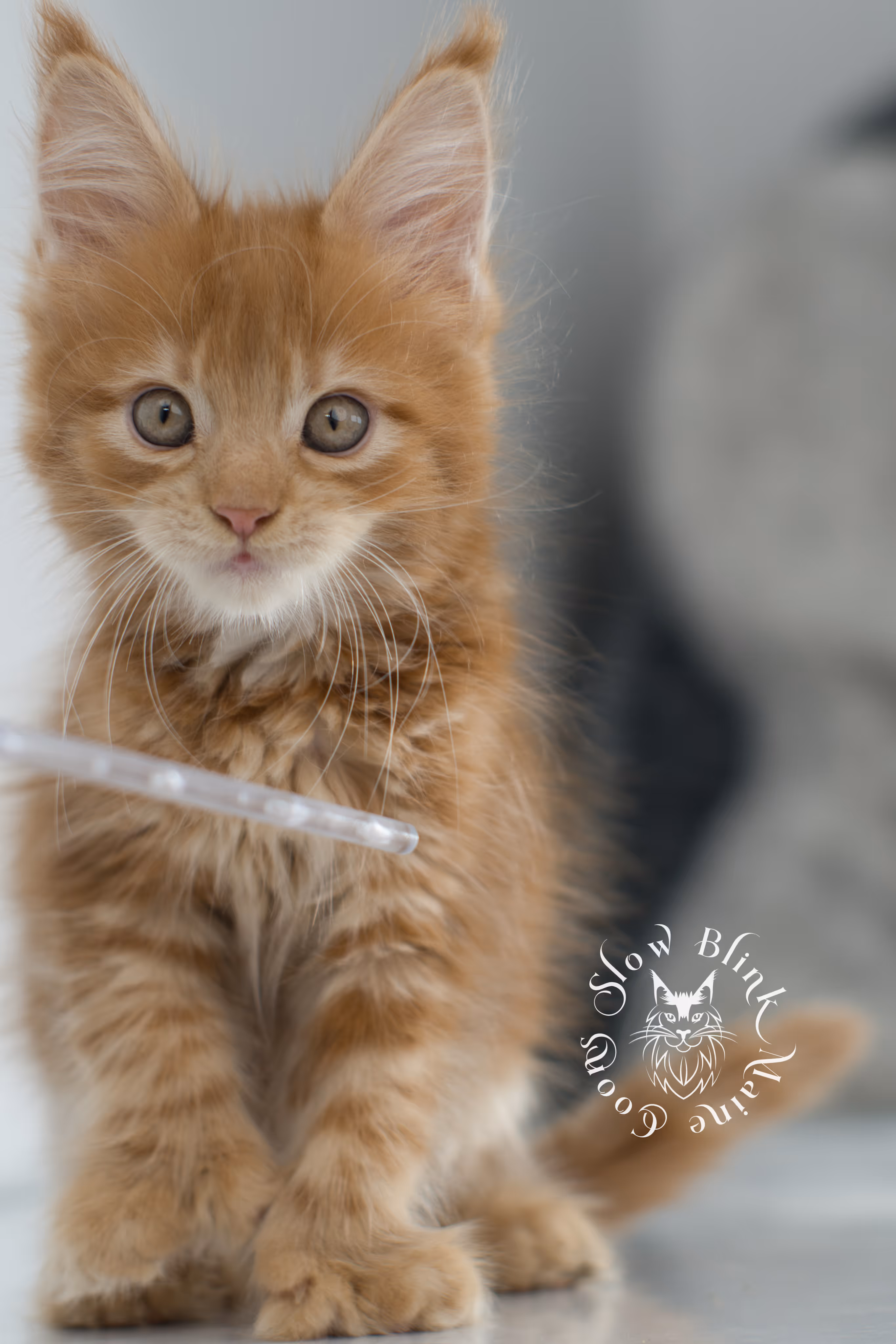 red maine coon kitten | orange maine coon kitten | slowblinkmainecoons | ems code ds 22 | male | k1 | taken nov 2024 | 8 weeks old Orange (Red) Maine Coon Kittens > red maine coon kitten | orange maine coon kitten | slowblinkmainecoons | ems code ds 22 | male | k1 | taken nov 2024 | 8 weeks old | idx 03