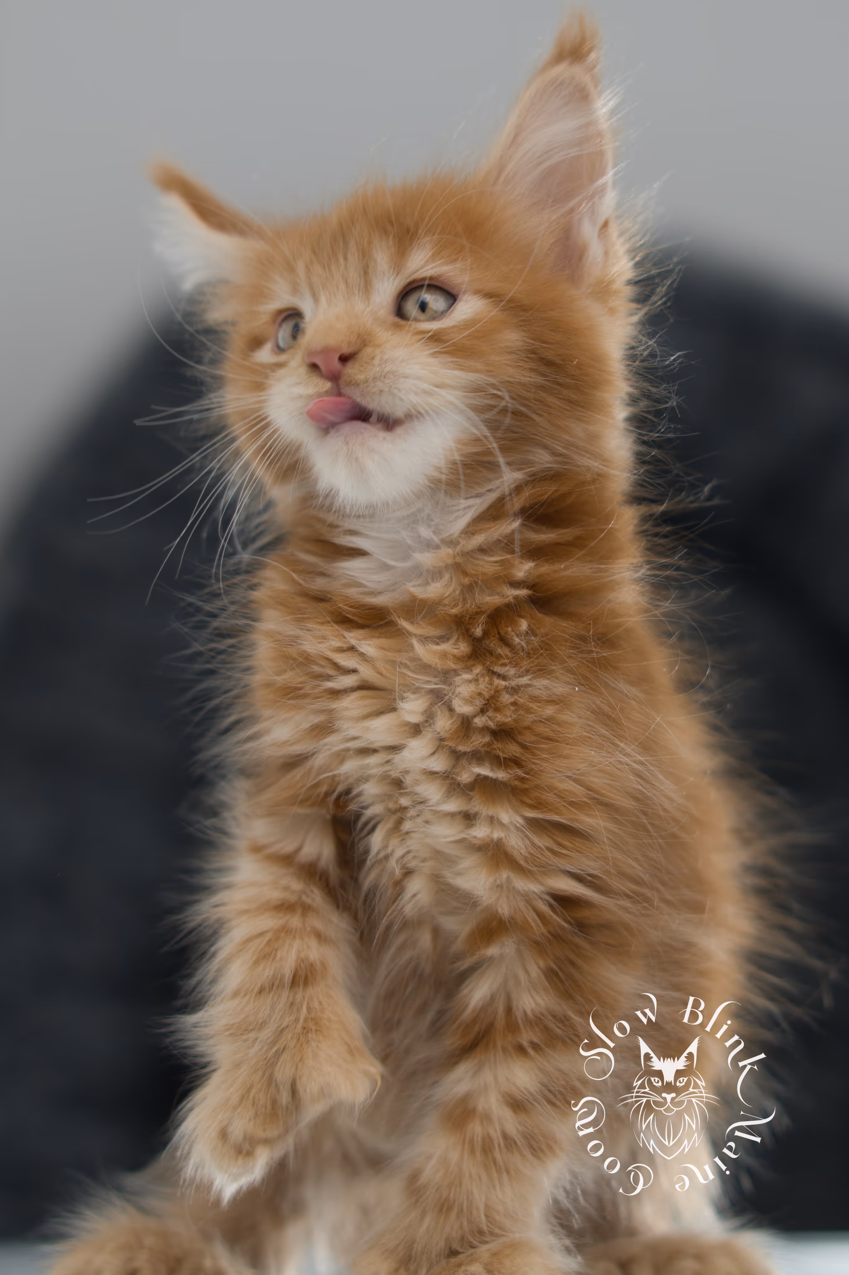 red maine coon kitten | orange maine coon kitten | slowblinkmainecoons | ems code ds 22 | male | k1 | taken nov 2024 | 8 weeks old Orange (Red) Maine Coon Kittens > red maine coon kitten | orange maine coon kitten | slowblinkmainecoons | ems code ds 22 | male | k1 | taken nov 2024 | 8 weeks old | idx 04