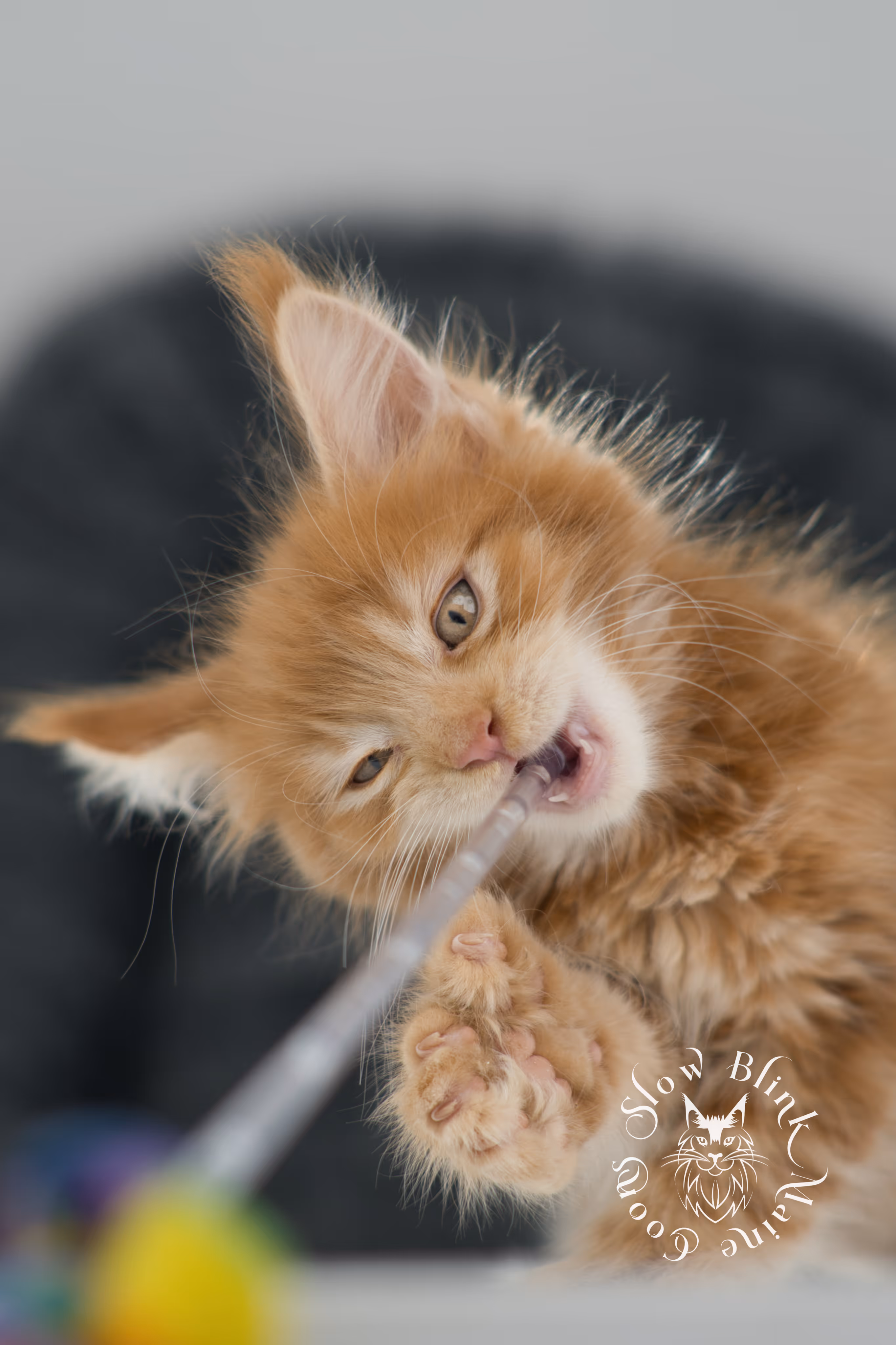 red maine coon kitten | orange maine coon kitten | slowblinkmainecoons | ems code ds 22 | male | k1 | taken nov 2024 | 8 weeks old Orange (Red) Maine Coon Kittens > red maine coon kitten | orange maine coon kitten | slowblinkmainecoons | ems code ds 22 | male | k1 | taken nov 2024 | 8 weeks old | idx 05