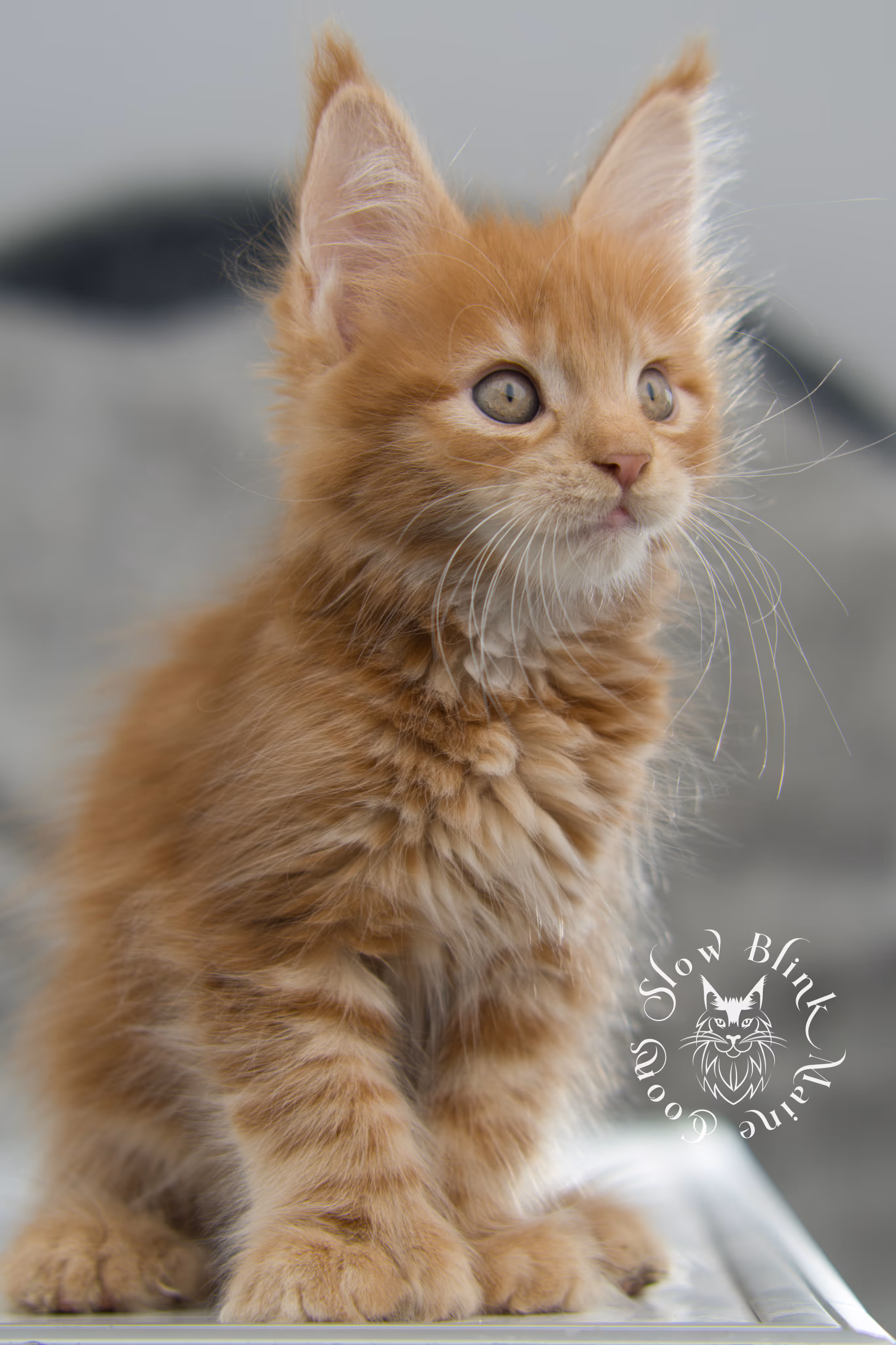 red maine coon kitten | orange maine coon kitten | slowblinkmainecoons | ems code ds 22 | male | k1 | taken nov 2024 | 8 weeks old Orange (Red) Maine Coon Kittens > red maine coon kitten | orange maine coon kitten | slowblinkmainecoons | ems code ds 22 | male | k1 | taken nov 2024 | 8 weeks old | idx 07