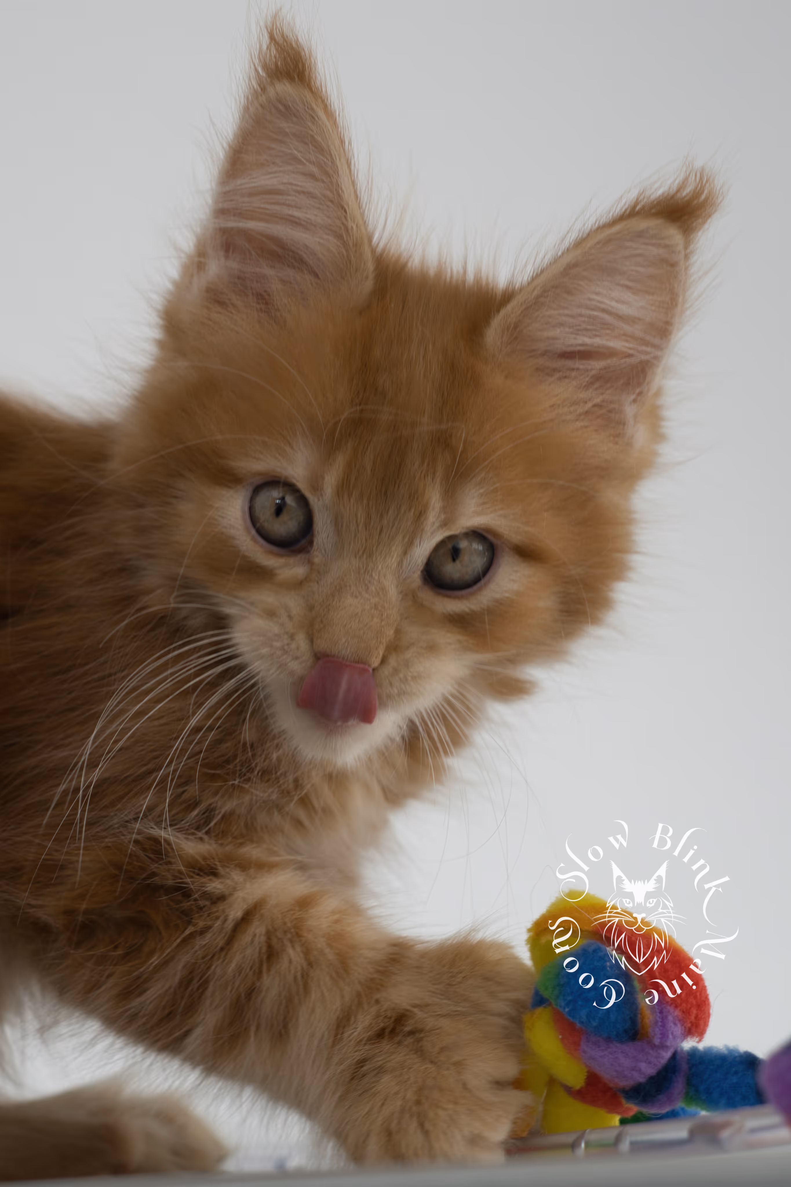 red maine coon kitten | orange maine coon kitten | slowblinkmainecoons | ems code ds 22 | male | k1 | taken nov 2024 | 8 weeks old Orange (Red) Maine Coon Kittens > red maine coon kitten | orange maine coon kitten | slowblinkmainecoons | ems code ds 22 | male | k1 | taken nov 2024 | 8 weeks old | idx 08