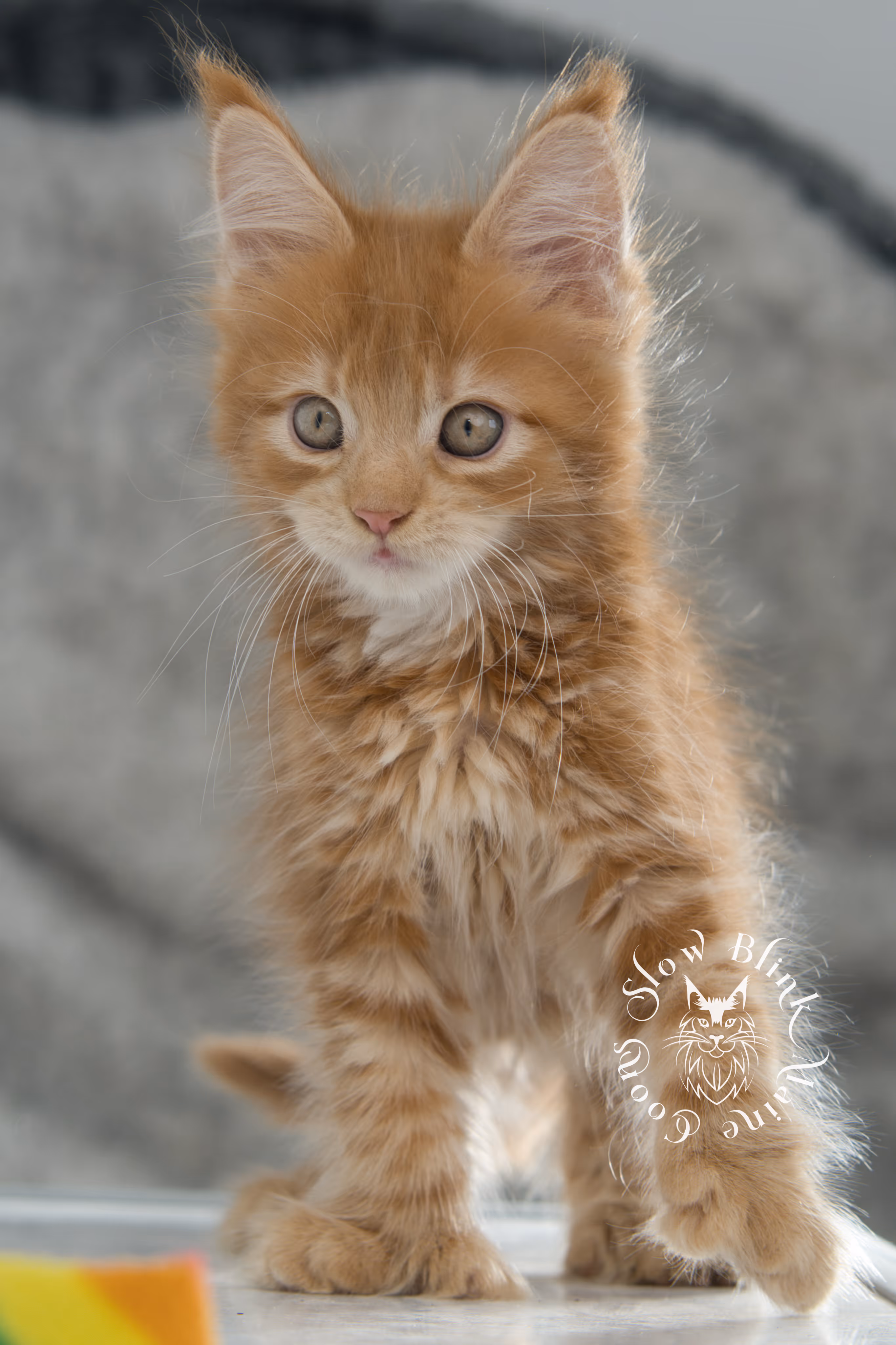 red maine coon kitten | orange maine coon kitten | slowblinkmainecoons | ems code ds 22 | male | k1 | taken nov 2024 | 8 weeks old Orange (Red) Maine Coon Kittens > red maine coon kitten | orange maine coon kitten | slowblinkmainecoons | ems code ds 22 | male | k1 | taken nov 2024 | 8 weeks old | idx 09