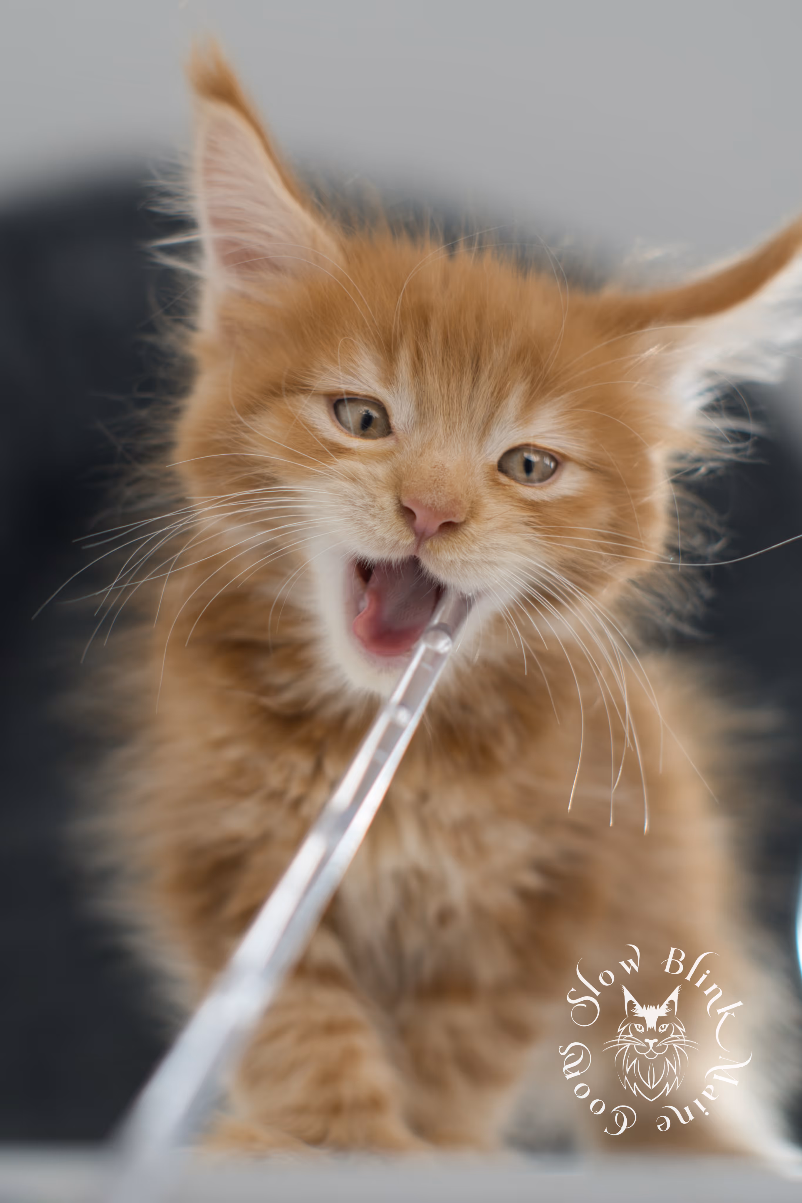 red maine coon kitten | orange maine coon kitten | slowblinkmainecoons | ems code ds 22 | male | k1 | taken nov 2024 | 8 weeks old Orange (Red) Maine Coon Kittens > red maine coon kitten | orange maine coon kitten | slowblinkmainecoons | ems code ds 22 | male | k1 | taken nov 2024 | 8 weeks old | idx 10