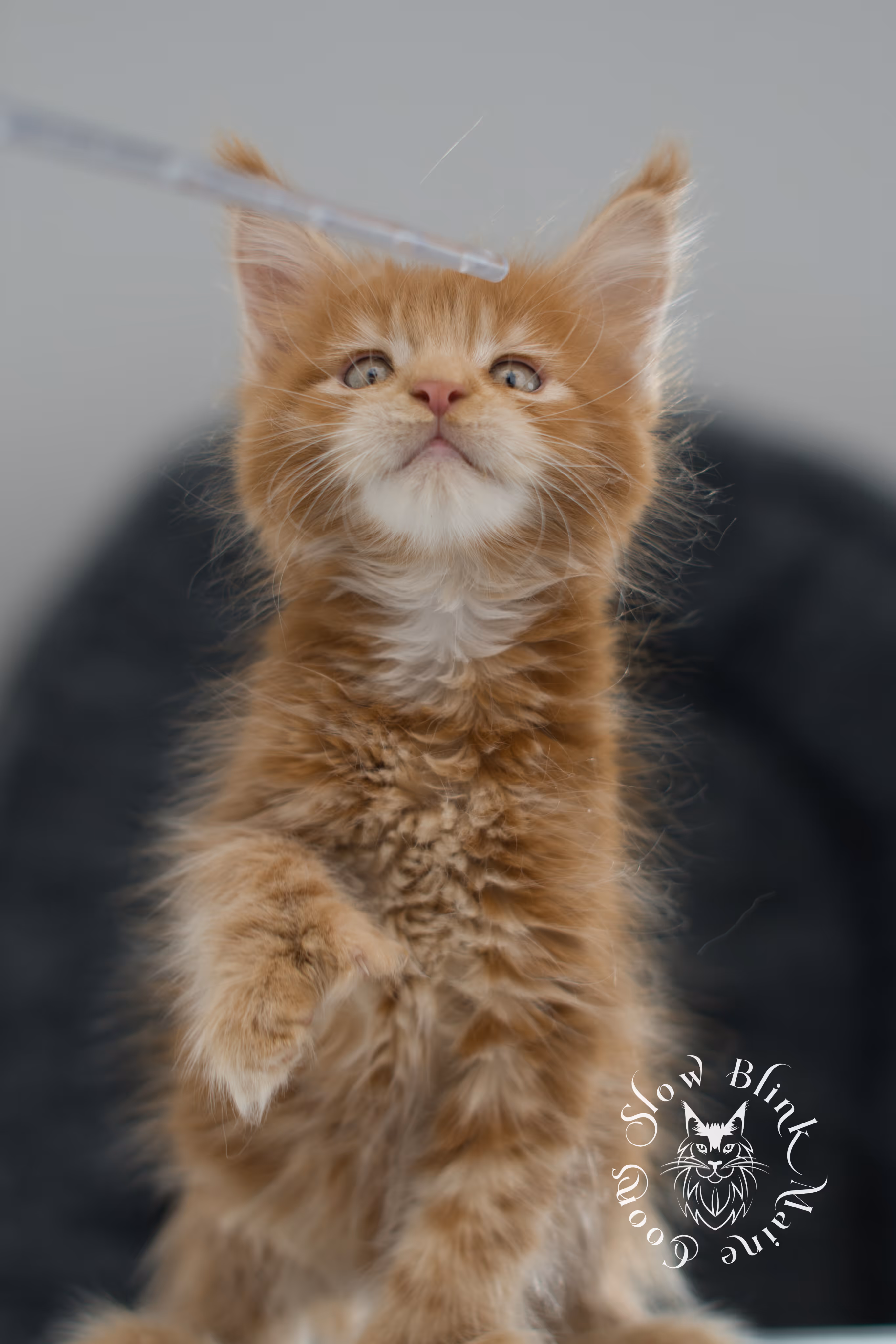 red maine coon kitten | orange maine coon kitten | slowblinkmainecoons | ems code ds 22 | male | k1 | taken nov 2024 | 8 weeks old Orange (Red) Maine Coon Kittens > red maine coon kitten | orange maine coon kitten | slowblinkmainecoons | ems code ds 22 | male | k1 | taken nov 2024 | 8 weeks old | idx 11
