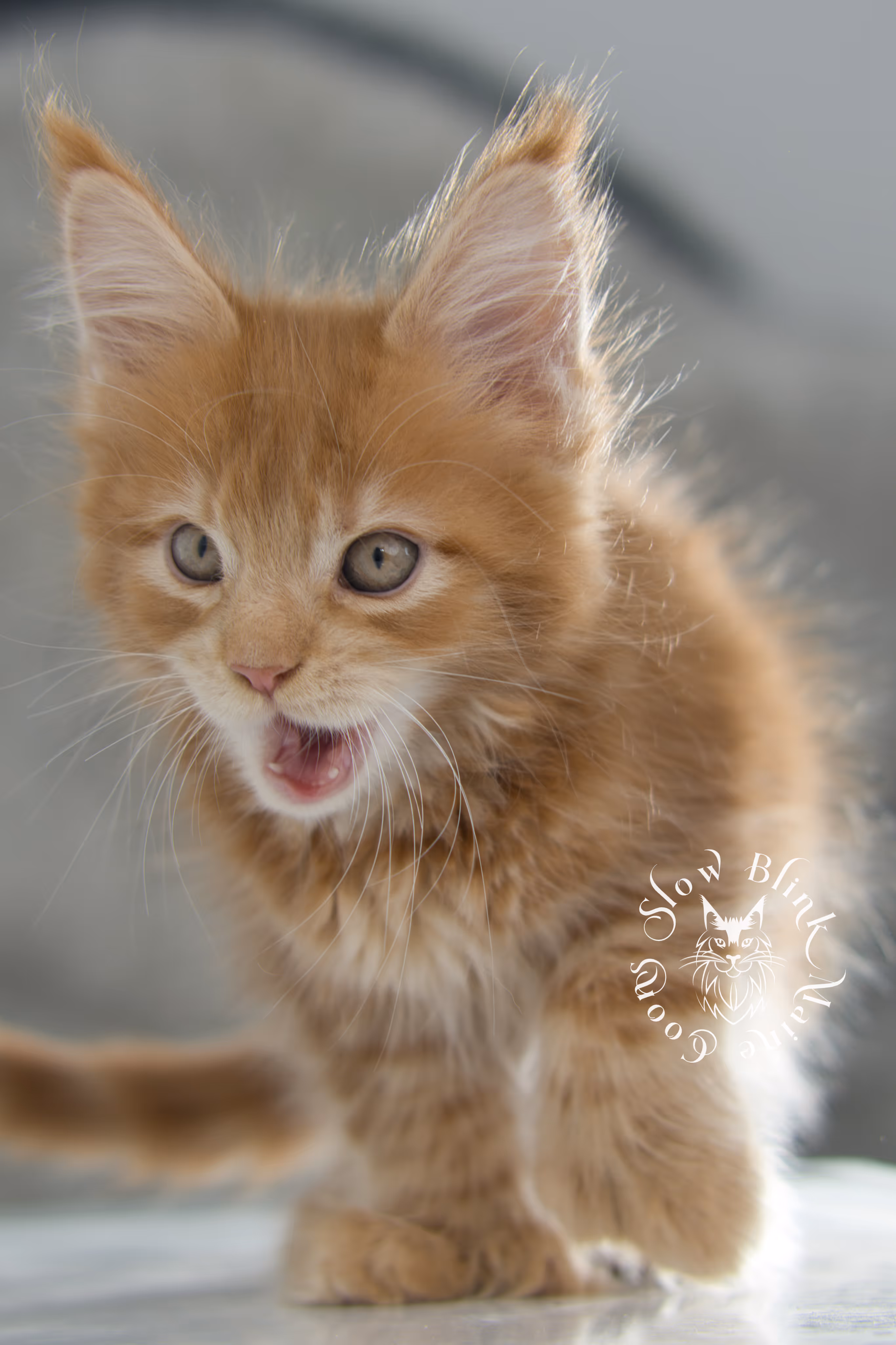 red maine coon kitten | orange maine coon kitten | slowblinkmainecoons | ems code ds 22 | male | k1 | taken nov 2024 | 8 weeks old Orange (Red) Maine Coon Kittens > red maine coon kitten | orange maine coon kitten | slowblinkmainecoons | ems code ds 22 | male | k1 | taken nov 2024 | 8 weeks old | idx 12