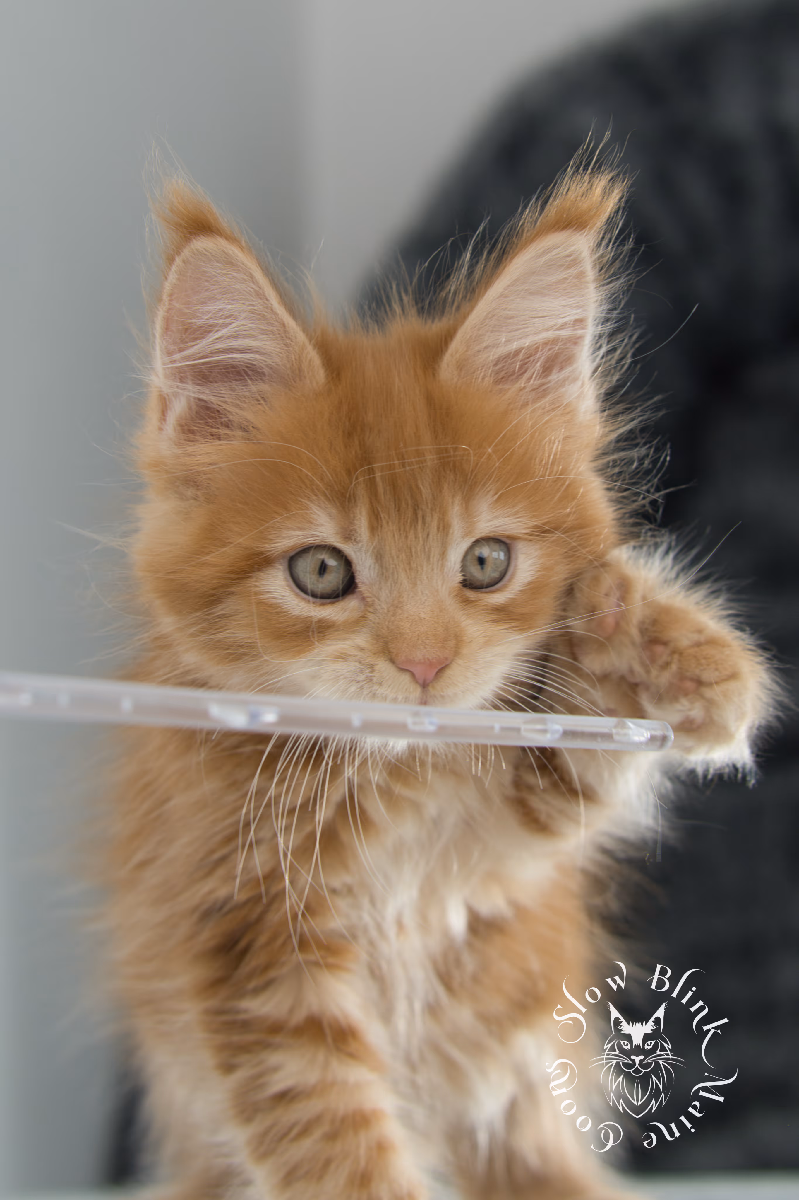 red maine coon kitten | orange maine coon kitten | slowblinkmainecoons | ems code ds 22 | male | k1 | taken nov 2024 | 8 weeks old Orange (Red) Maine Coon Kittens > red maine coon kitten | orange maine coon kitten | slowblinkmainecoons | ems code ds 22 | male | k1 | taken nov 2024 | 8 weeks old | idx 13