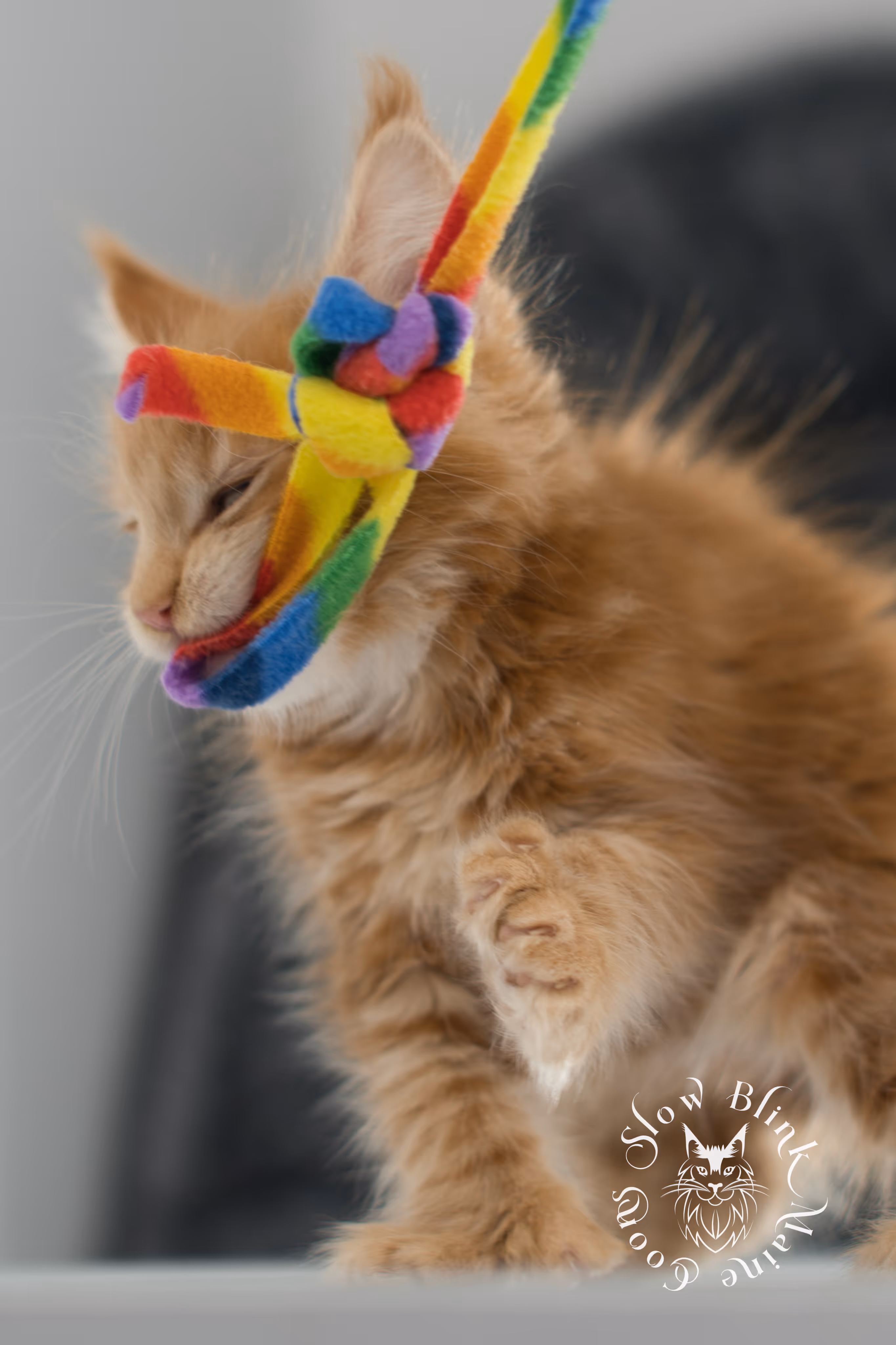 red maine coon kitten | orange maine coon kitten | slowblinkmainecoons | ems code ds 22 | male | k1 | taken nov 2024 | 8 weeks old Orange (Red) Maine Coon Kittens > red maine coon kitten | orange maine coon kitten | slowblinkmainecoons | ems code ds 22 | male | k1 | taken nov 2024 | 8 weeks old | idx 14