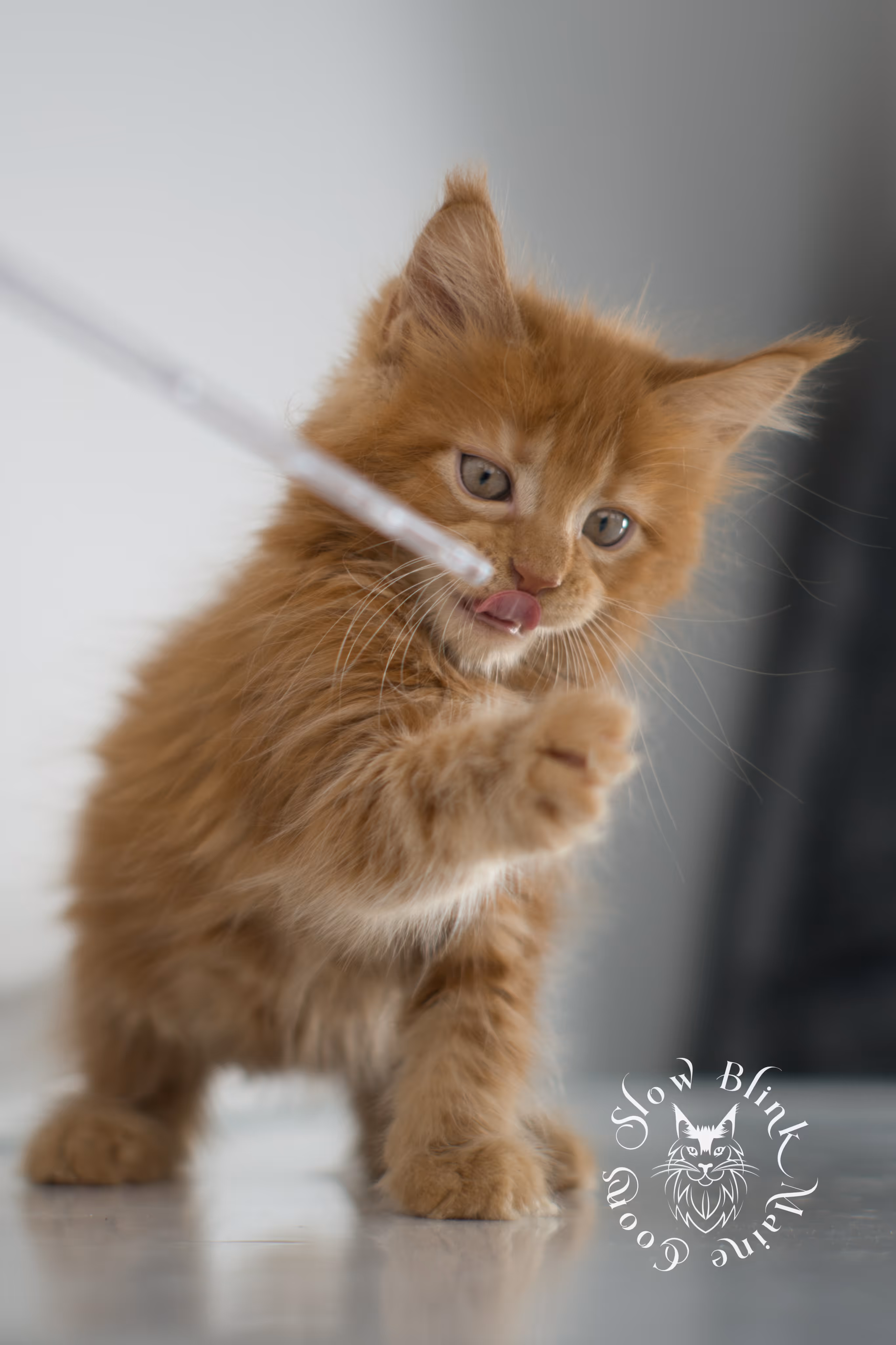 red maine coon kitten | orange maine coon kitten | slowblinkmainecoons | ems code ds 22 | male | k2 | taken nov 2024 | 8 weeks old Orange (Red) Maine Coon Kittens > red maine coon kitten | orange maine coon kitten | slowblinkmainecoons | ems code ds 22 | male | k2 | taken nov 2024 | 8 weeks old | idx 01
