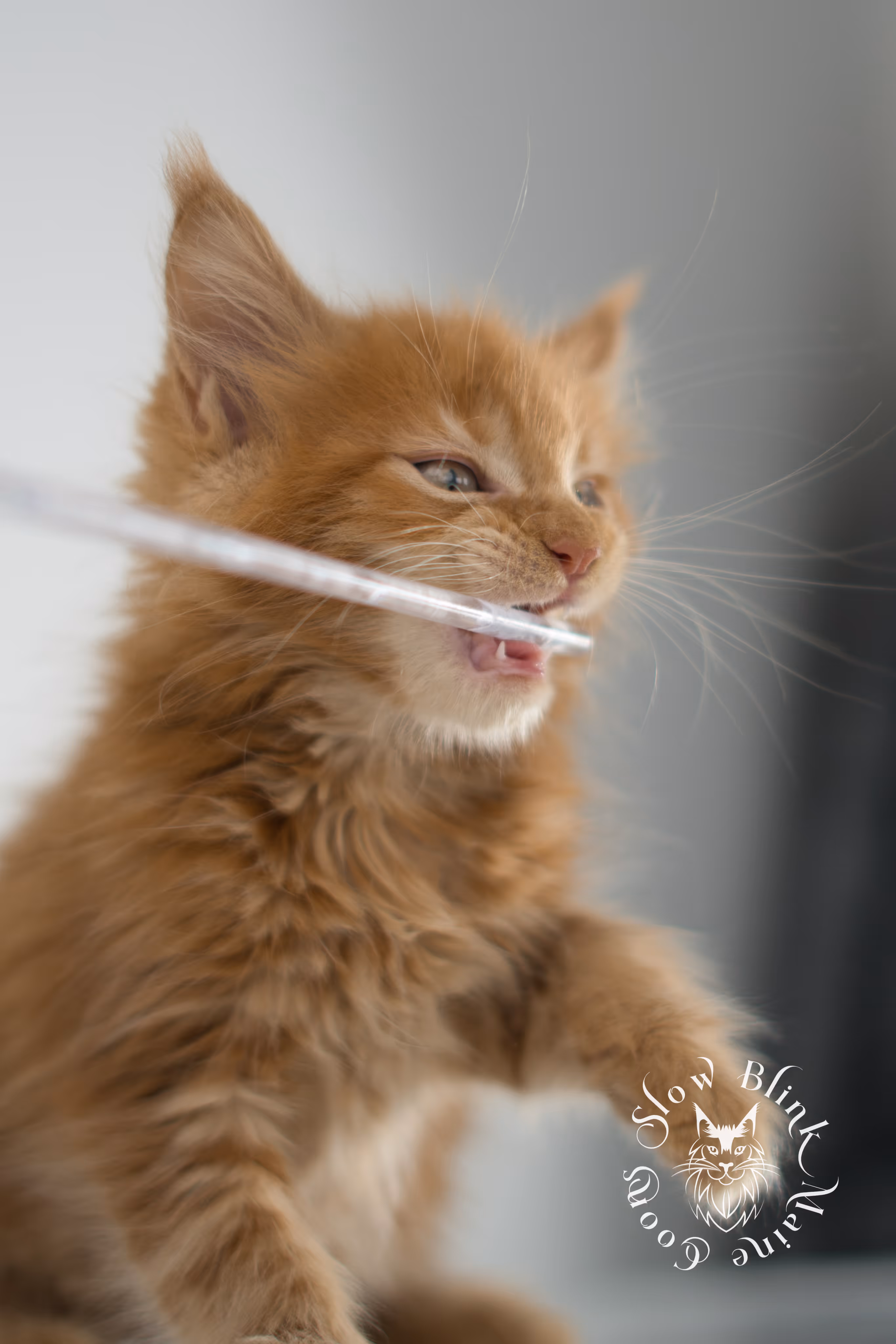 red maine coon kitten | orange maine coon kitten | slowblinkmainecoons | ems code ds 22 | male | k2 | taken nov 2024 | 8 weeks old Orange (Red) Maine Coon Kittens > red maine coon kitten | orange maine coon kitten | slowblinkmainecoons | ems code ds 22 | male | k2 | taken nov 2024 | 8 weeks old | idx 02