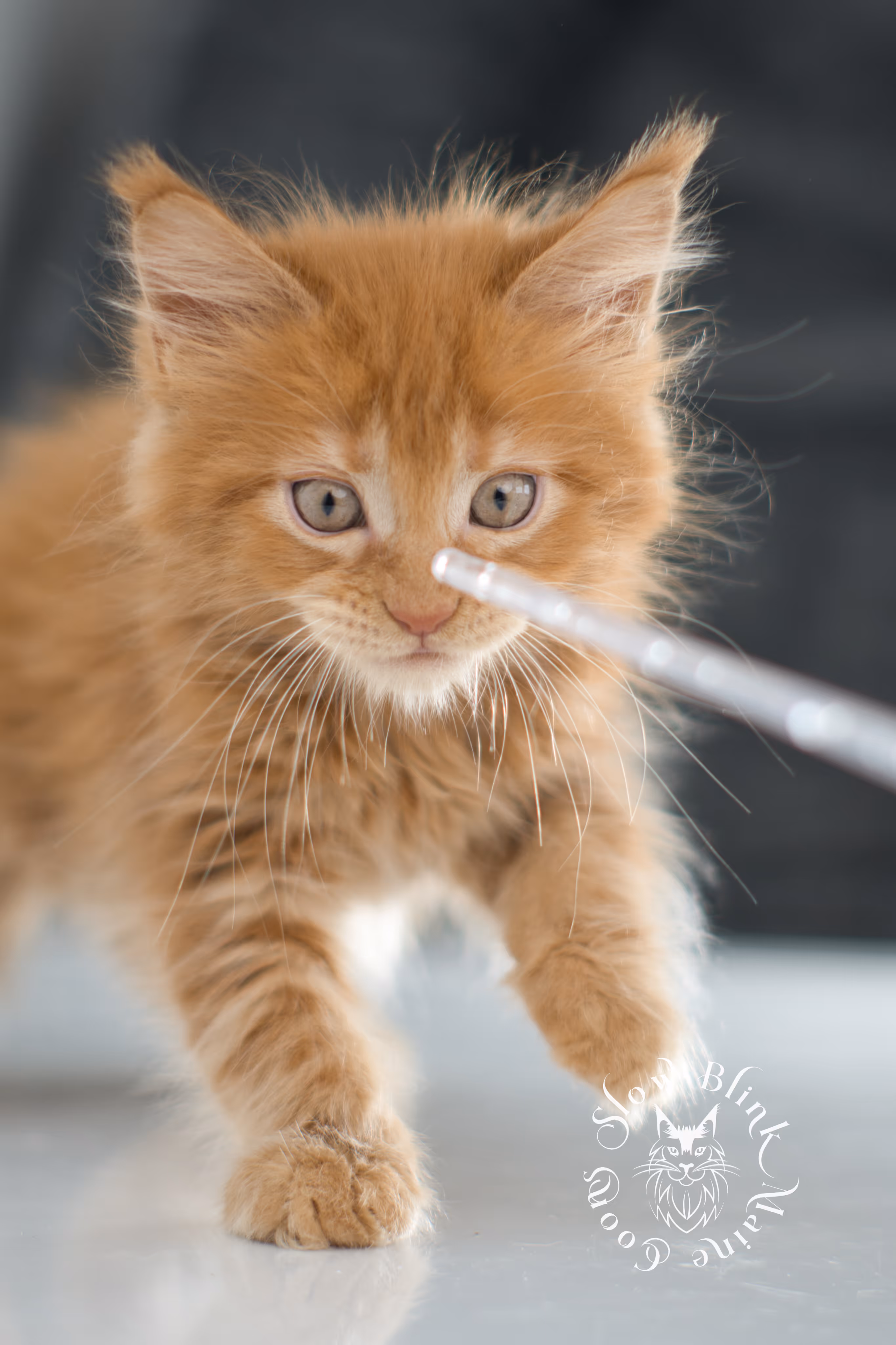red maine coon kitten | orange maine coon kitten | slowblinkmainecoons | ems code ds 22 | male | k2 | taken nov 2024 | 8 weeks old Orange (Red) Maine Coon Kittens > red maine coon kitten | orange maine coon kitten | slowblinkmainecoons | ems code ds 22 | male | k2 | taken nov 2024 | 8 weeks old | idx 03