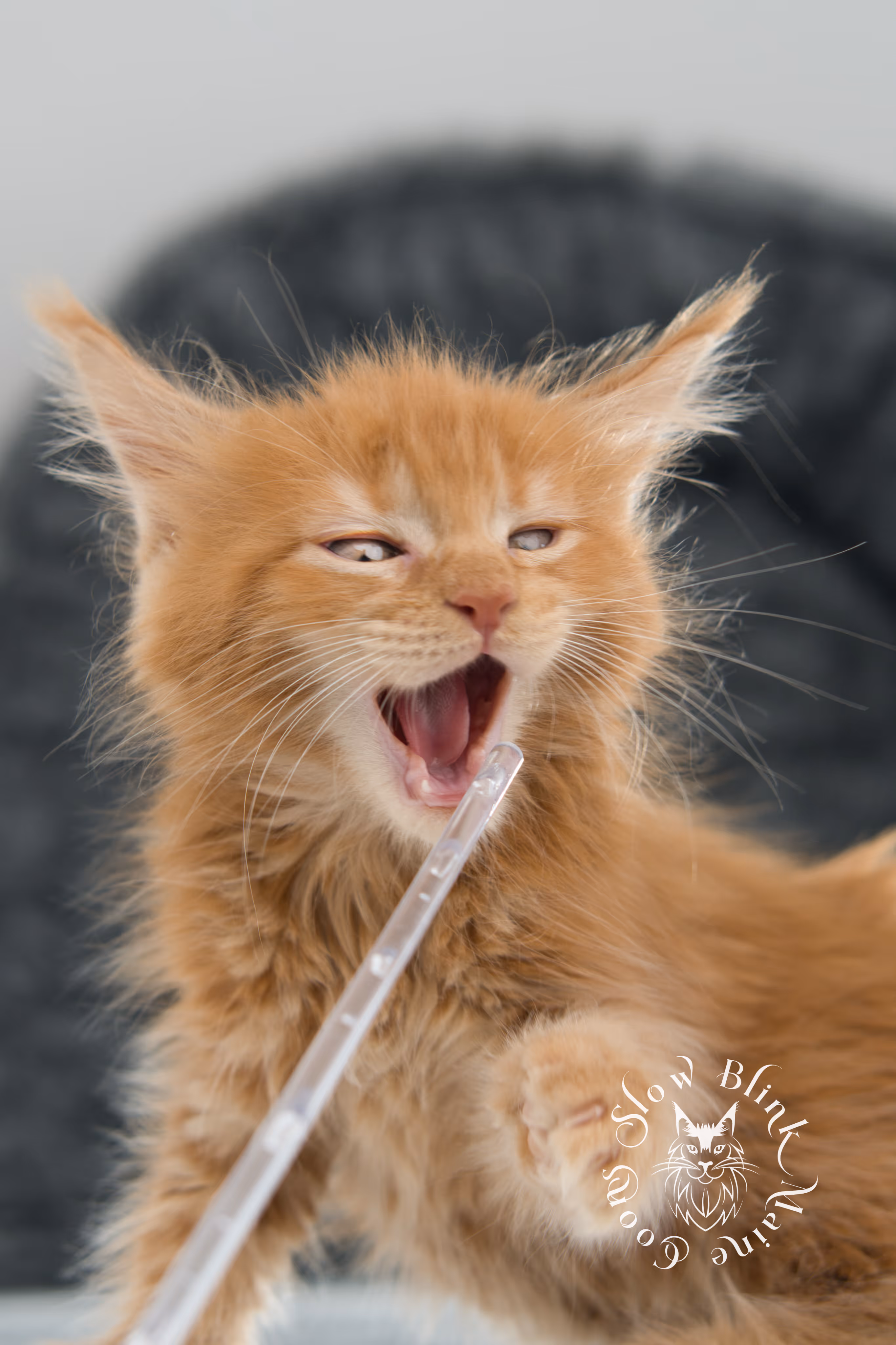 red maine coon kitten | orange maine coon kitten | slowblinkmainecoons | ems code ds 22 | male | k2 | taken nov 2024 | 8 weeks old Orange (Red) Maine Coon Kittens > red maine coon kitten | orange maine coon kitten | slowblinkmainecoons | ems code ds 22 | male | k2 | taken nov 2024 | 8 weeks old | idx 04