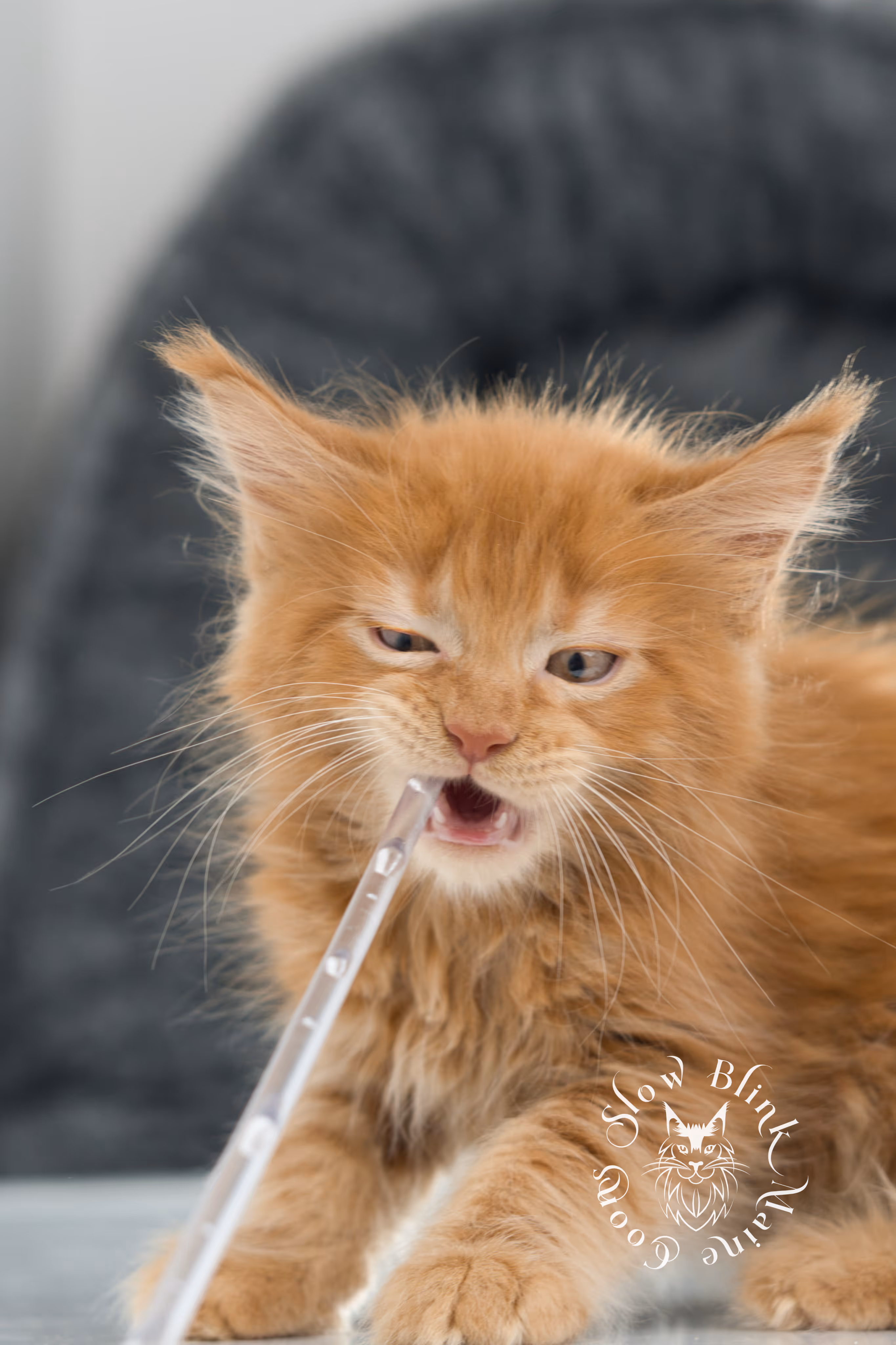 red maine coon kitten | orange maine coon kitten | slowblinkmainecoons | ems code ds 22 | male | k2 | taken nov 2024 | 8 weeks old Orange (Red) Maine Coon Kittens > red maine coon kitten | orange maine coon kitten | slowblinkmainecoons | ems code ds 22 | male | k2 | taken nov 2024 | 8 weeks old | idx 05