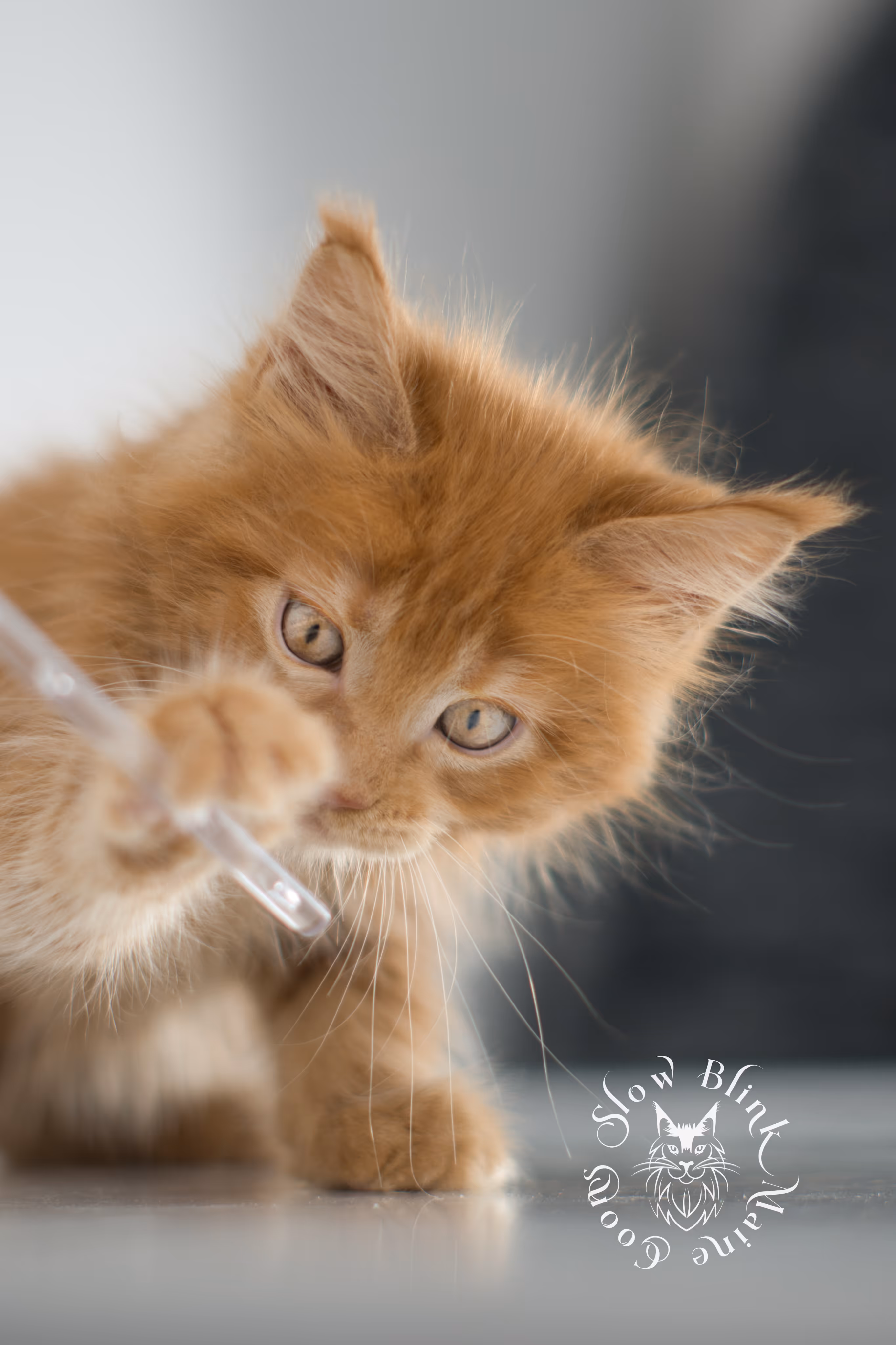 red maine coon kitten | orange maine coon kitten | slowblinkmainecoons | ems code ds 22 | male | k2 | taken nov 2024 | 8 weeks old Orange (Red) Maine Coon Kittens > red maine coon kitten | orange maine coon kitten | slowblinkmainecoons | ems code ds 22 | male | k2 | taken nov 2024 | 8 weeks old | idx 06