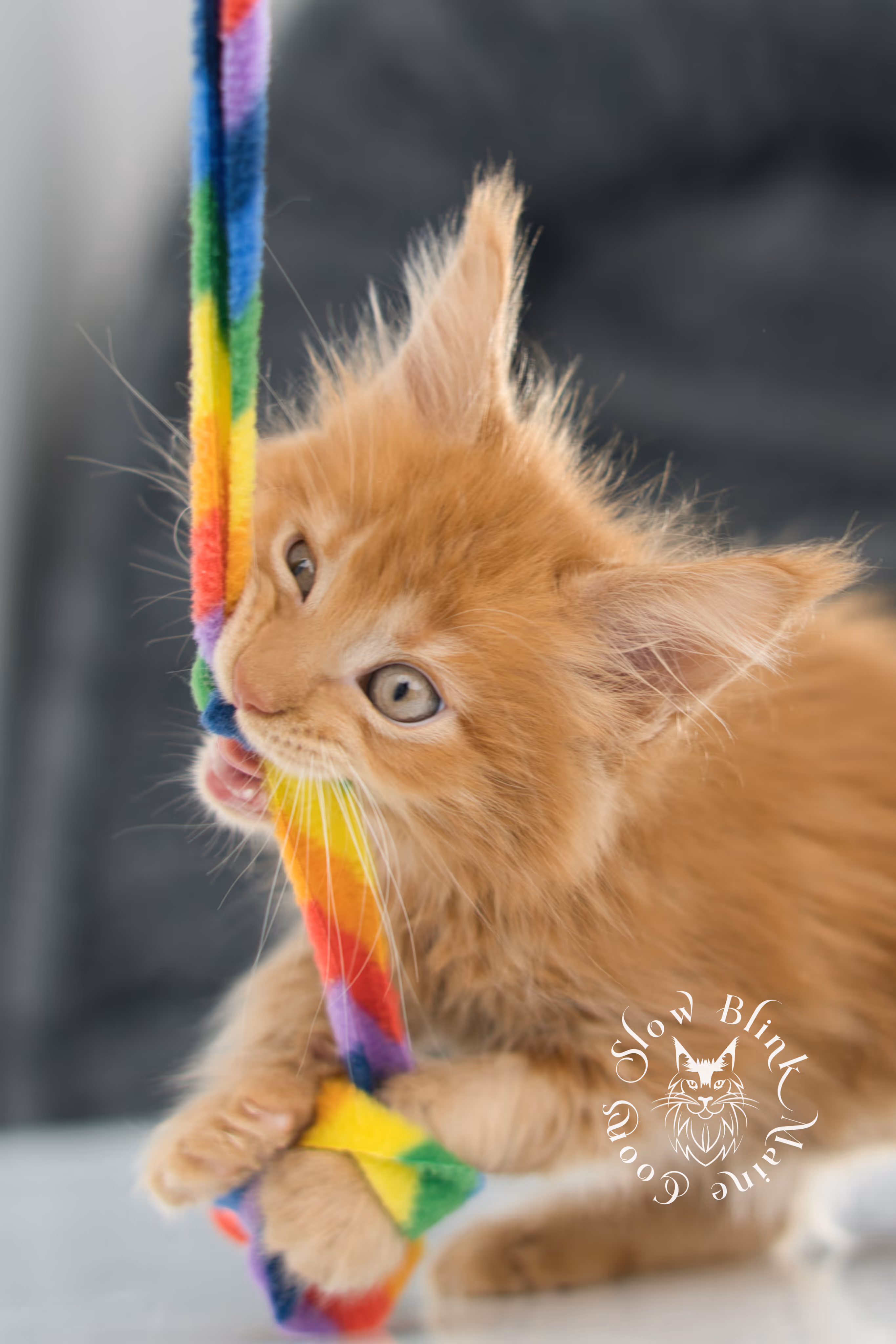 red maine coon kitten | orange maine coon kitten | slowblinkmainecoons | ems code ds 22 | male | k2 | taken nov 2024 | 8 weeks old Orange (Red) Maine Coon Kittens > red maine coon kitten | orange maine coon kitten | slowblinkmainecoons | ems code ds 22 | male | k2 | taken nov 2024 | 8 weeks old | idx 07