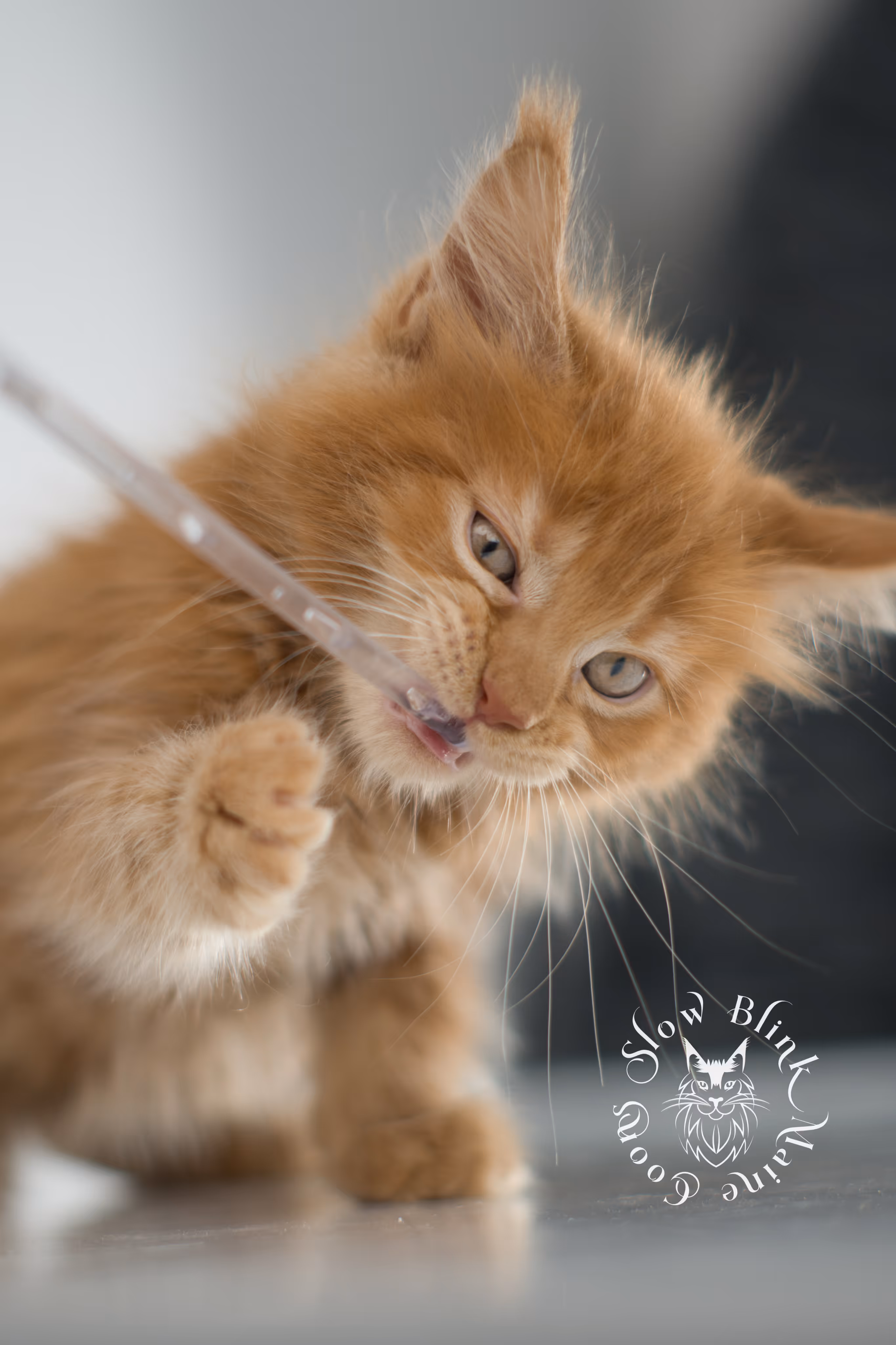 red maine coon kitten | orange maine coon kitten | slowblinkmainecoons | ems code ds 22 | male | k2 | taken nov 2024 | 8 weeks old Orange (Red) Maine Coon Kittens > red maine coon kitten | orange maine coon kitten | slowblinkmainecoons | ems code ds 22 | male | k2 | taken nov 2024 | 8 weeks old | idx 08