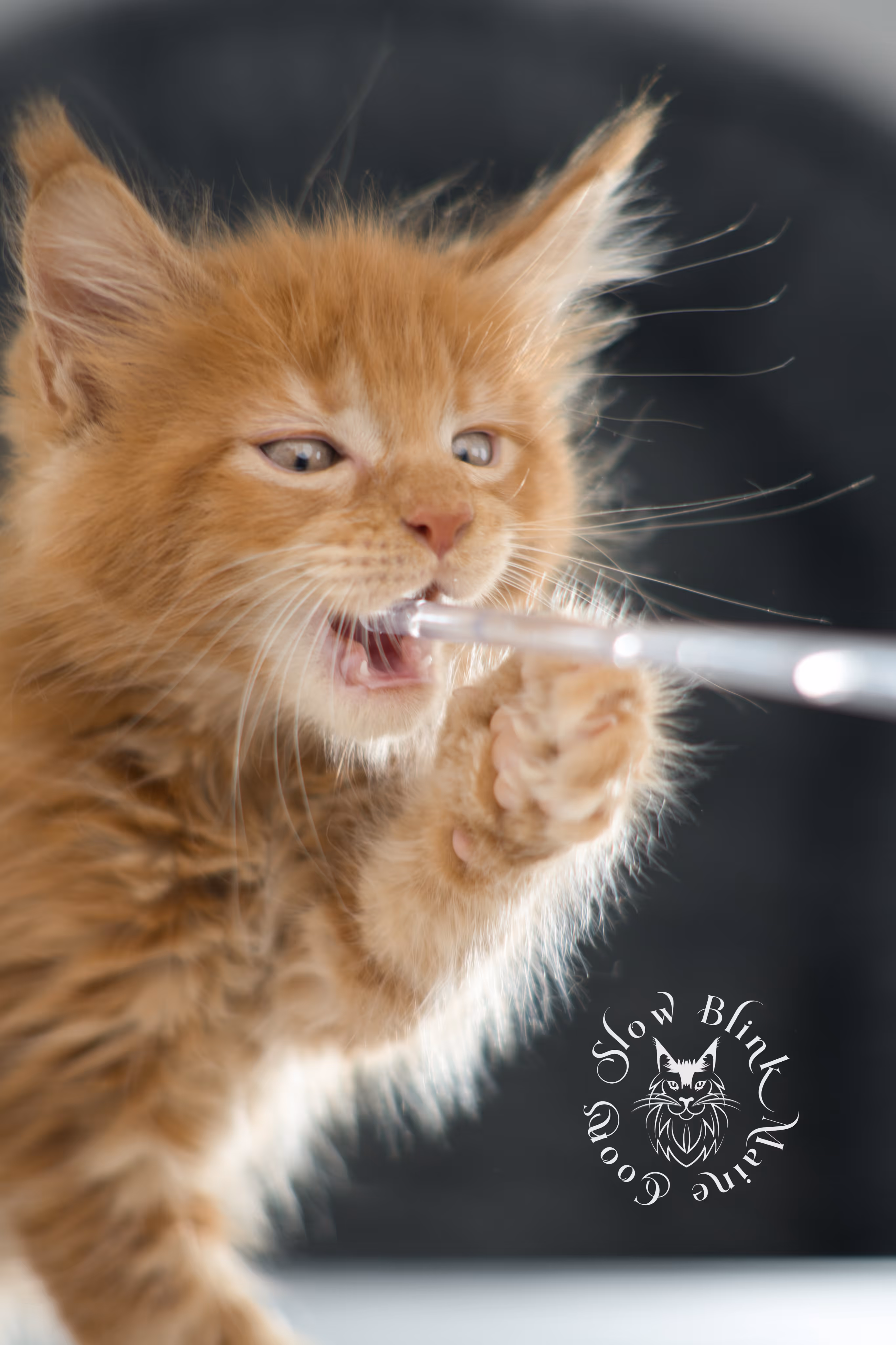 red maine coon kitten | orange maine coon kitten | slowblinkmainecoons | ems code ds 22 | male | k2 | taken nov 2024 | 8 weeks old Orange (Red) Maine Coon Kittens > red maine coon kitten | orange maine coon kitten | slowblinkmainecoons | ems code ds 22 | male | k2 | taken nov 2024 | 8 weeks old | idx 09