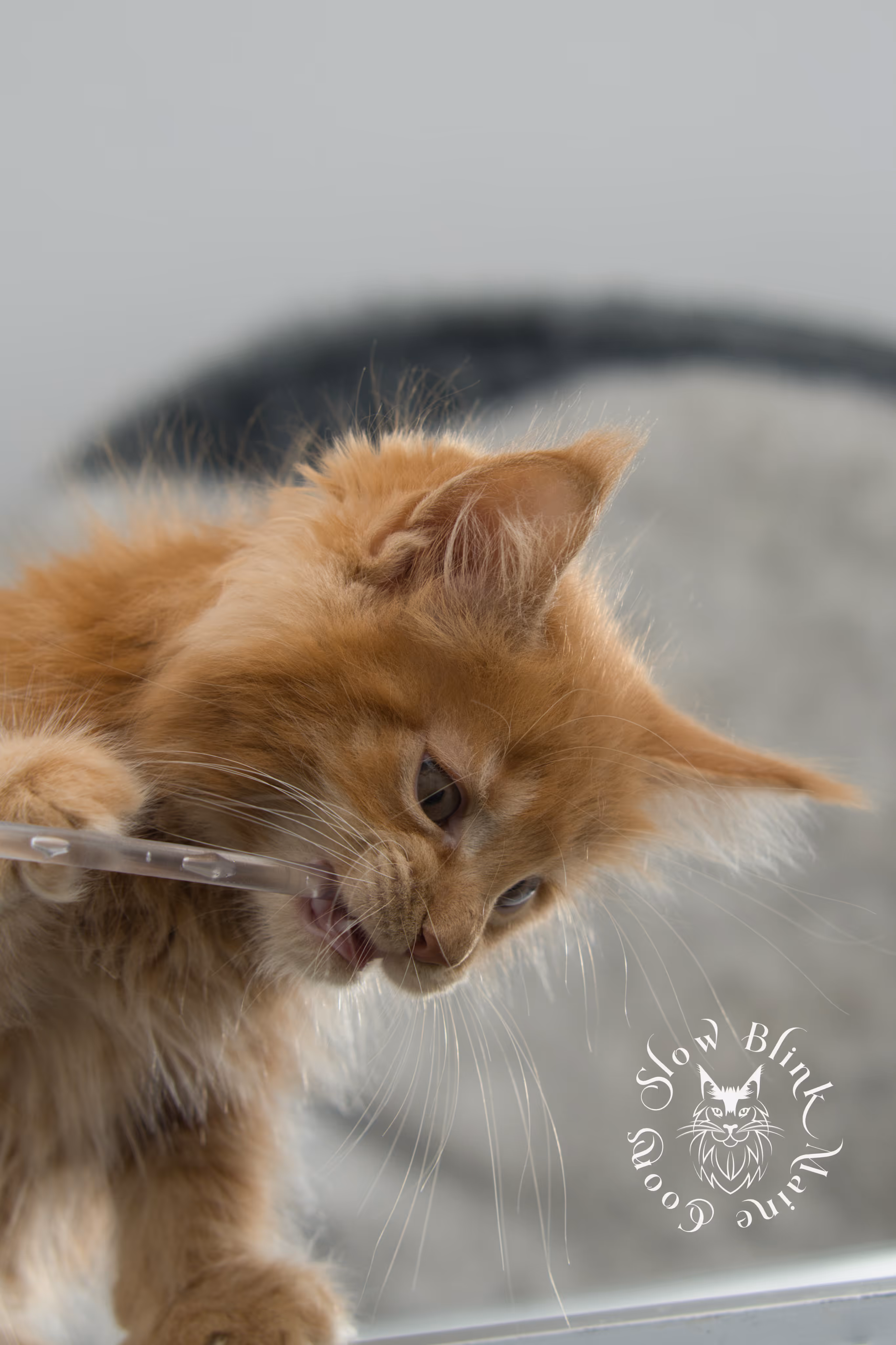 red maine coon kitten | orange maine coon kitten | slowblinkmainecoons | ems code ds 22 | male | k2 | taken nov 2024 | 8 weeks old Orange (Red) Maine Coon Kittens > red maine coon kitten | orange maine coon kitten | slowblinkmainecoons | ems code ds 22 | male | k2 | taken nov 2024 | 8 weeks old | idx 10