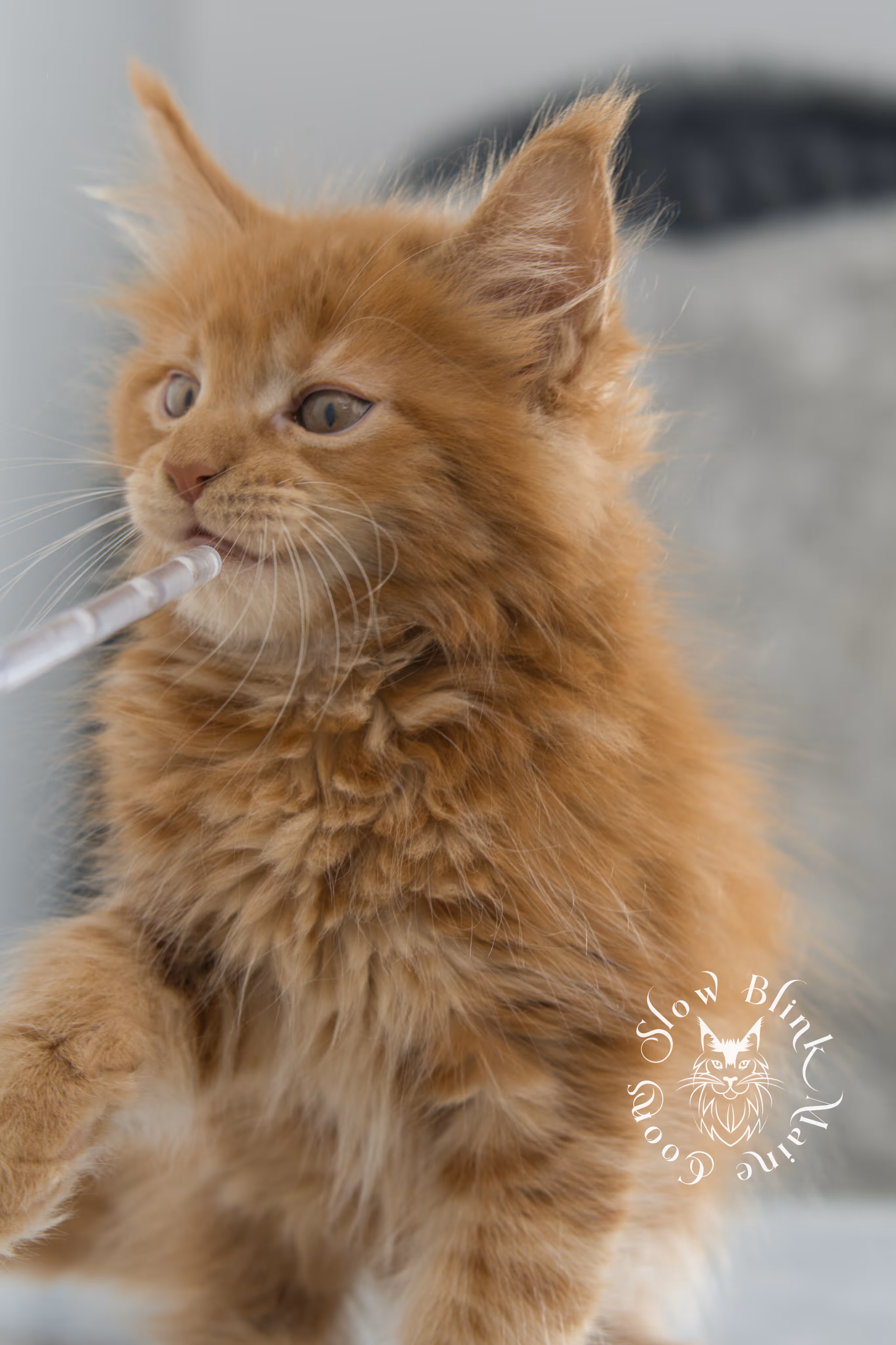 red maine coon kitten | orange maine coon kitten | slowblinkmainecoons | ems code ds 22 | male | k2 | taken nov 2024 | 8 weeks old Orange (Red) Maine Coon Kittens > red maine coon kitten | orange maine coon kitten | slowblinkmainecoons | ems code ds 22 | male | k2 | taken nov 2024 | 8 weeks old | idx 11