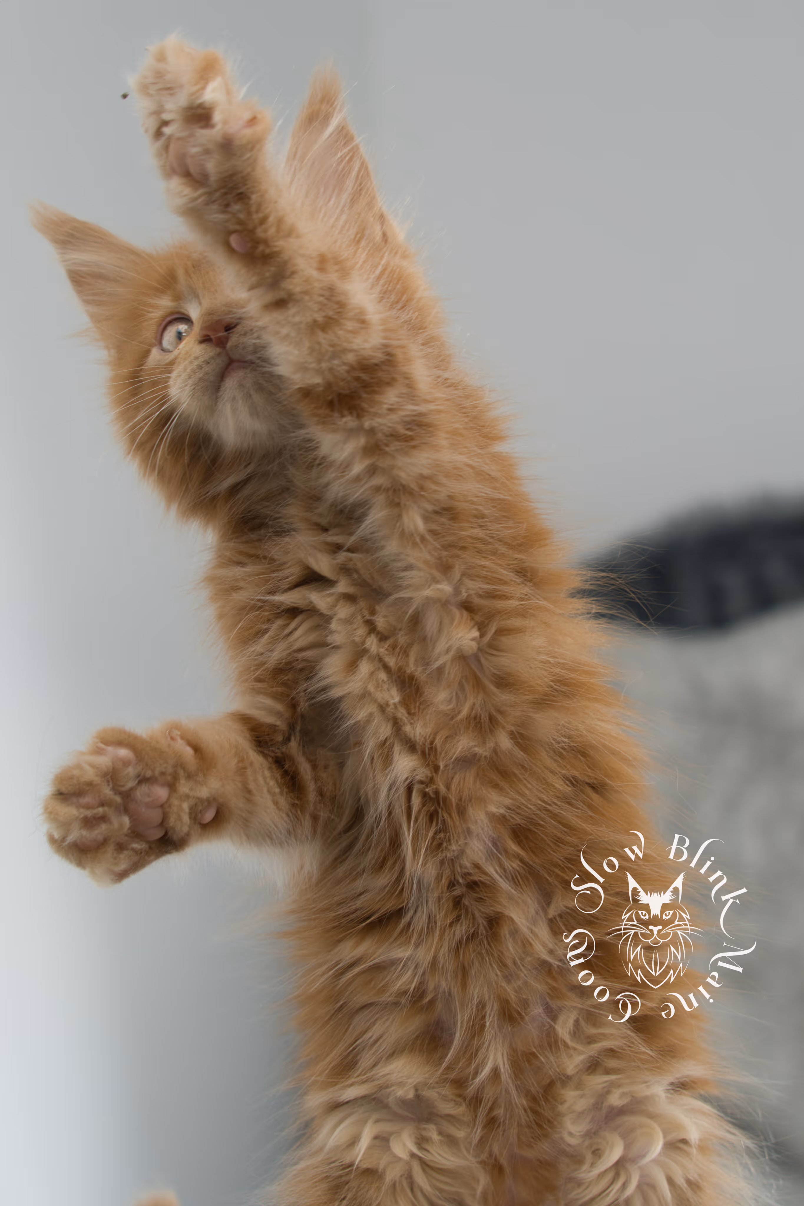 red maine coon kitten | orange maine coon kitten | slowblinkmainecoons | ems code ds 22 | male | k2 | taken nov 2024 | 8 weeks old Orange (Red) Maine Coon Kittens > red maine coon kitten | orange maine coon kitten | slowblinkmainecoons | ems code ds 22 | male | k2 | taken nov 2024 | 8 weeks old | idx 12