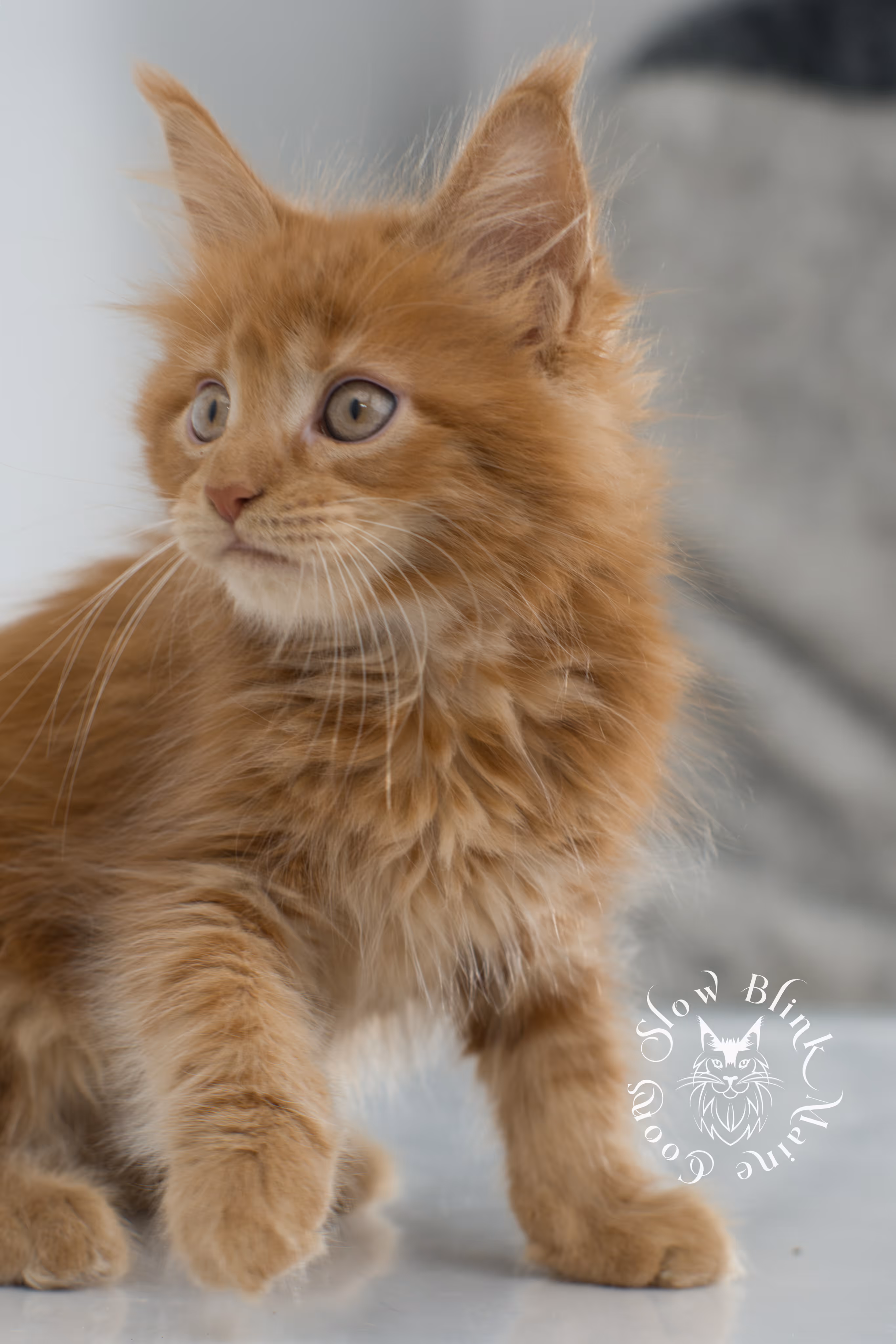 red maine coon kitten | orange maine coon kitten | slowblinkmainecoons | ems code ds 22 | male | k2 | taken nov 2024 | 8 weeks old Orange (Red) Maine Coon Kittens > red maine coon kitten | orange maine coon kitten | slowblinkmainecoons | ems code ds 22 | male | k2 | taken nov 2024 | 8 weeks old | idx 13