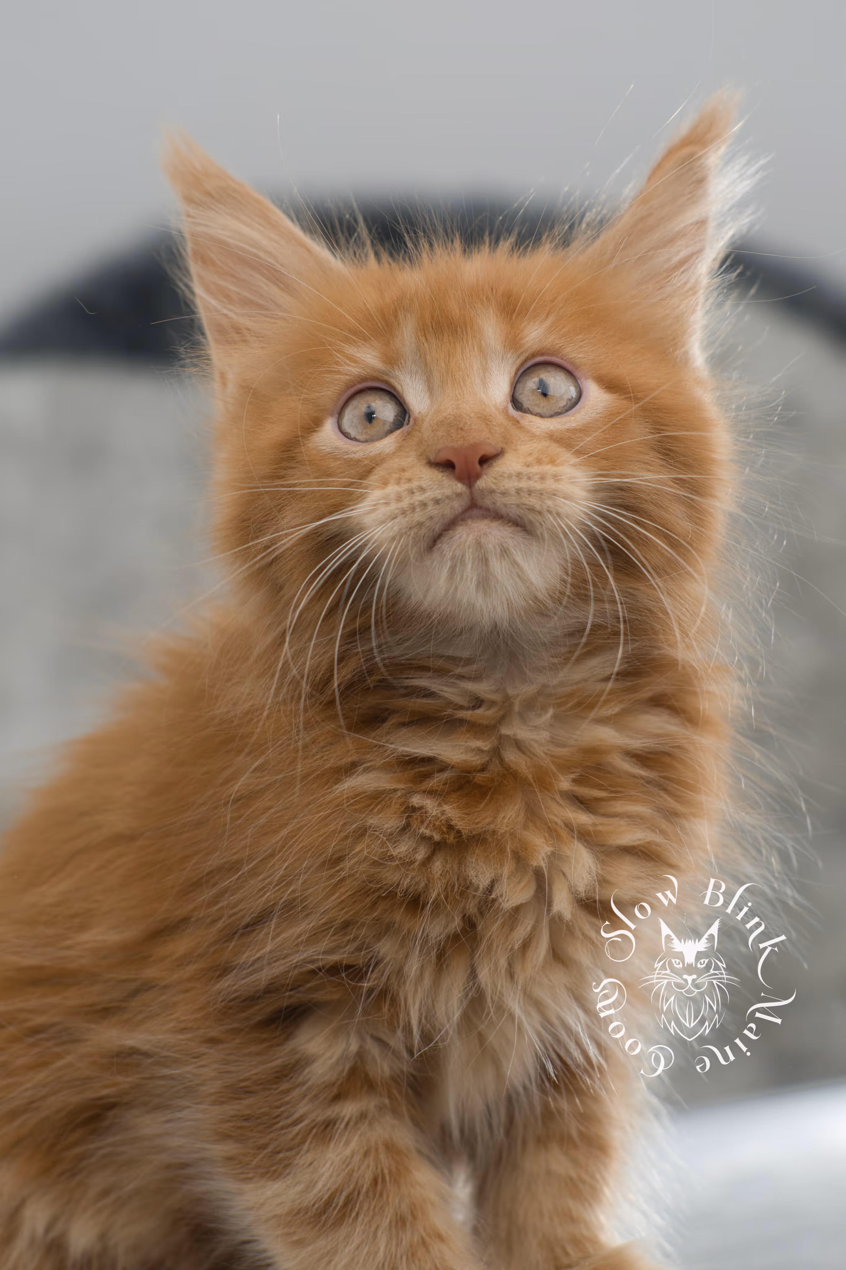 red maine coon kitten | orange maine coon kitten | slowblinkmainecoons | ems code ds 22 | male | k2 | taken nov 2024 | 8 weeks old Orange (Red) Maine Coon Kittens > red maine coon kitten | orange maine coon kitten | slowblinkmainecoons | ems code ds 22 | male | k2 | taken nov 2024 | 8 weeks old | idx 14